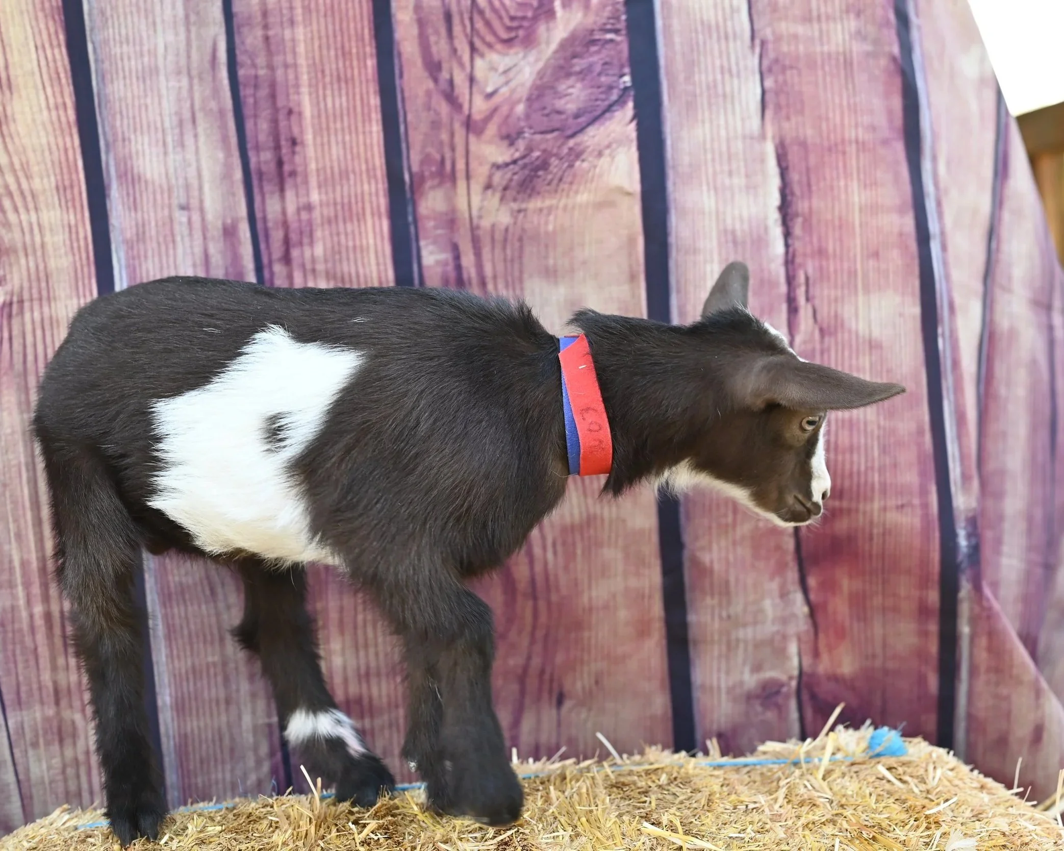 Nigerian Dwarf wether. Black with white belly.