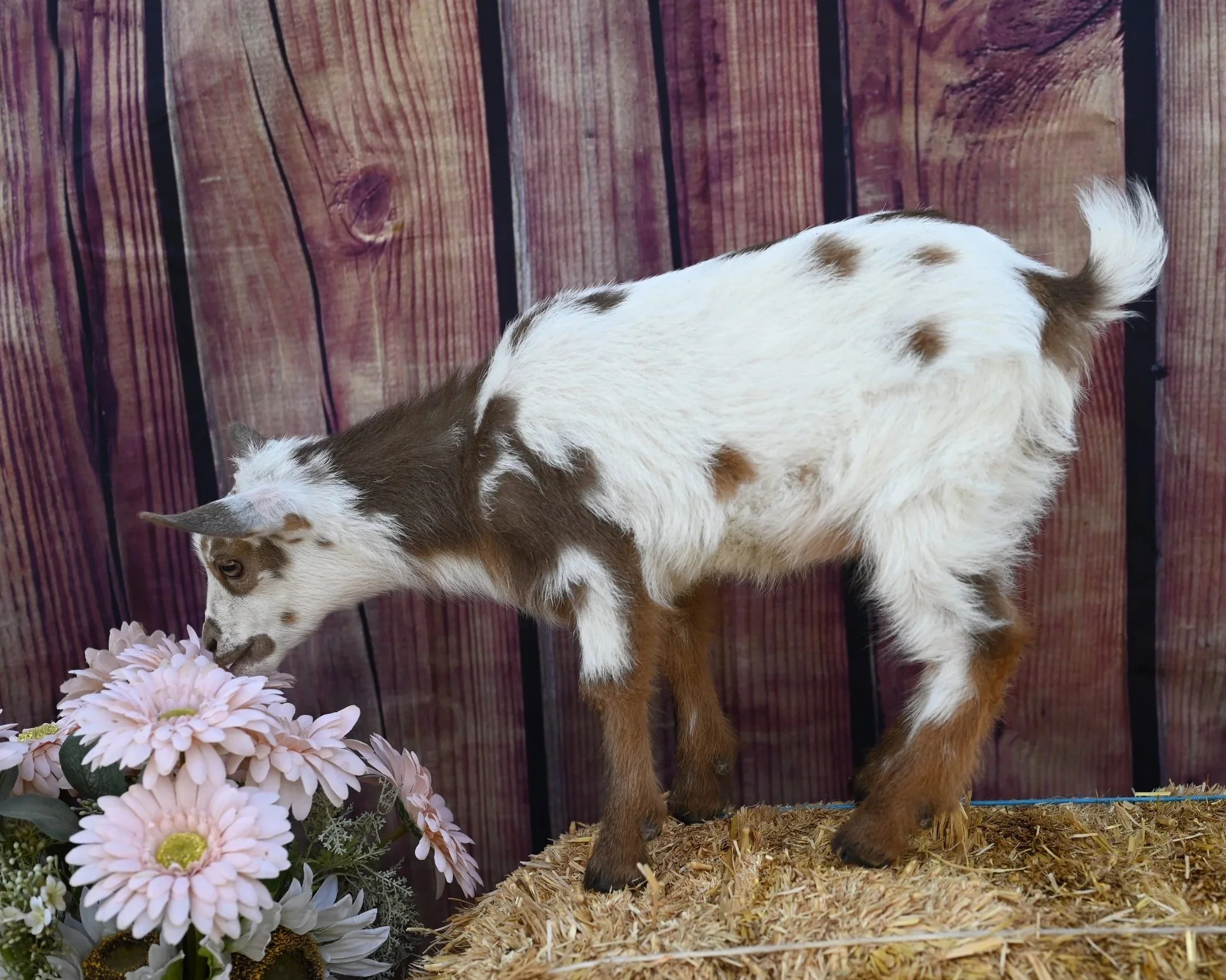 4 week old ADGA registered nigerian dwarf doeling. Chocolate color with abundant white.