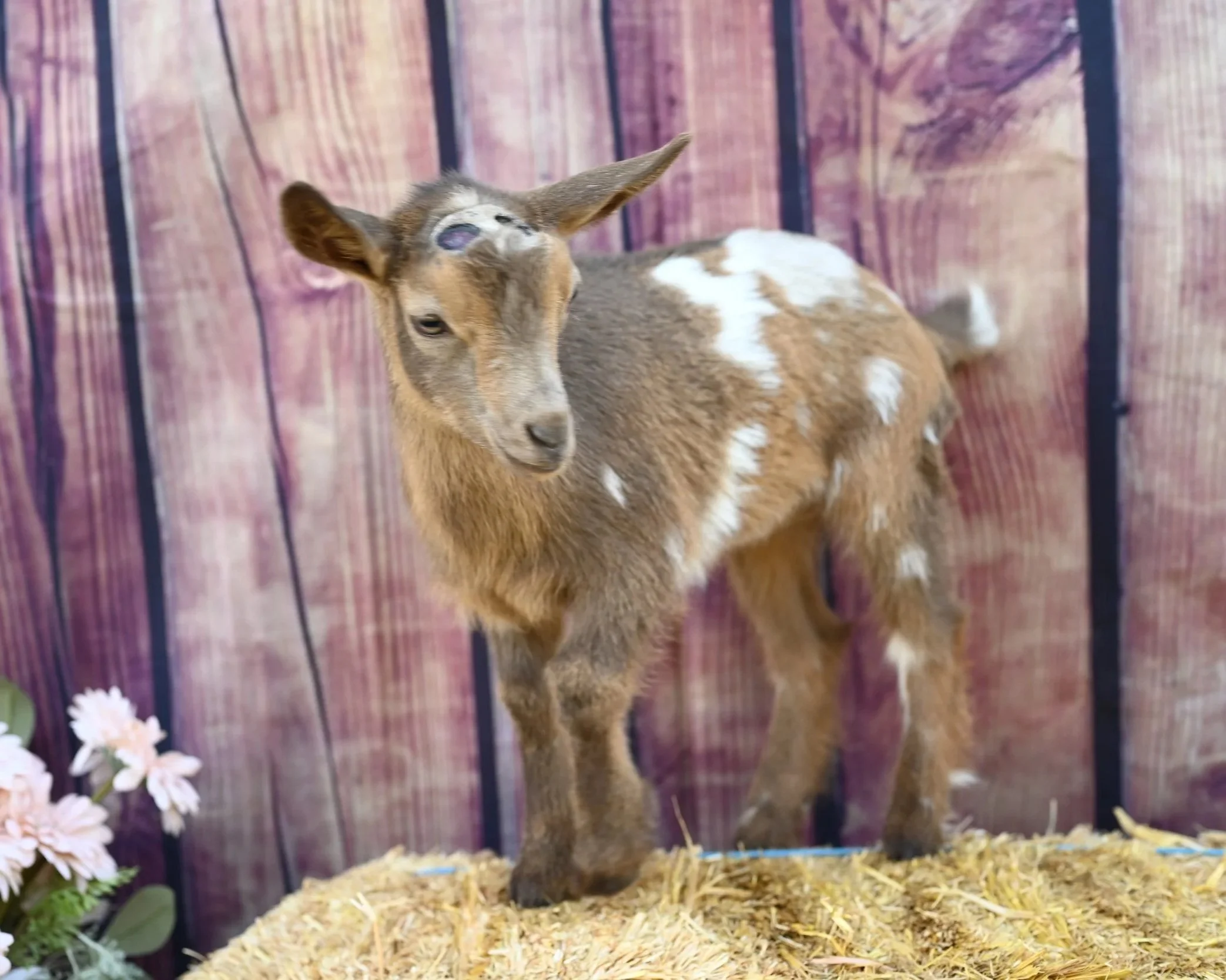 4 week old ADGA registered nigerian dwarf doeling. Chocolate buckskin with moonspots