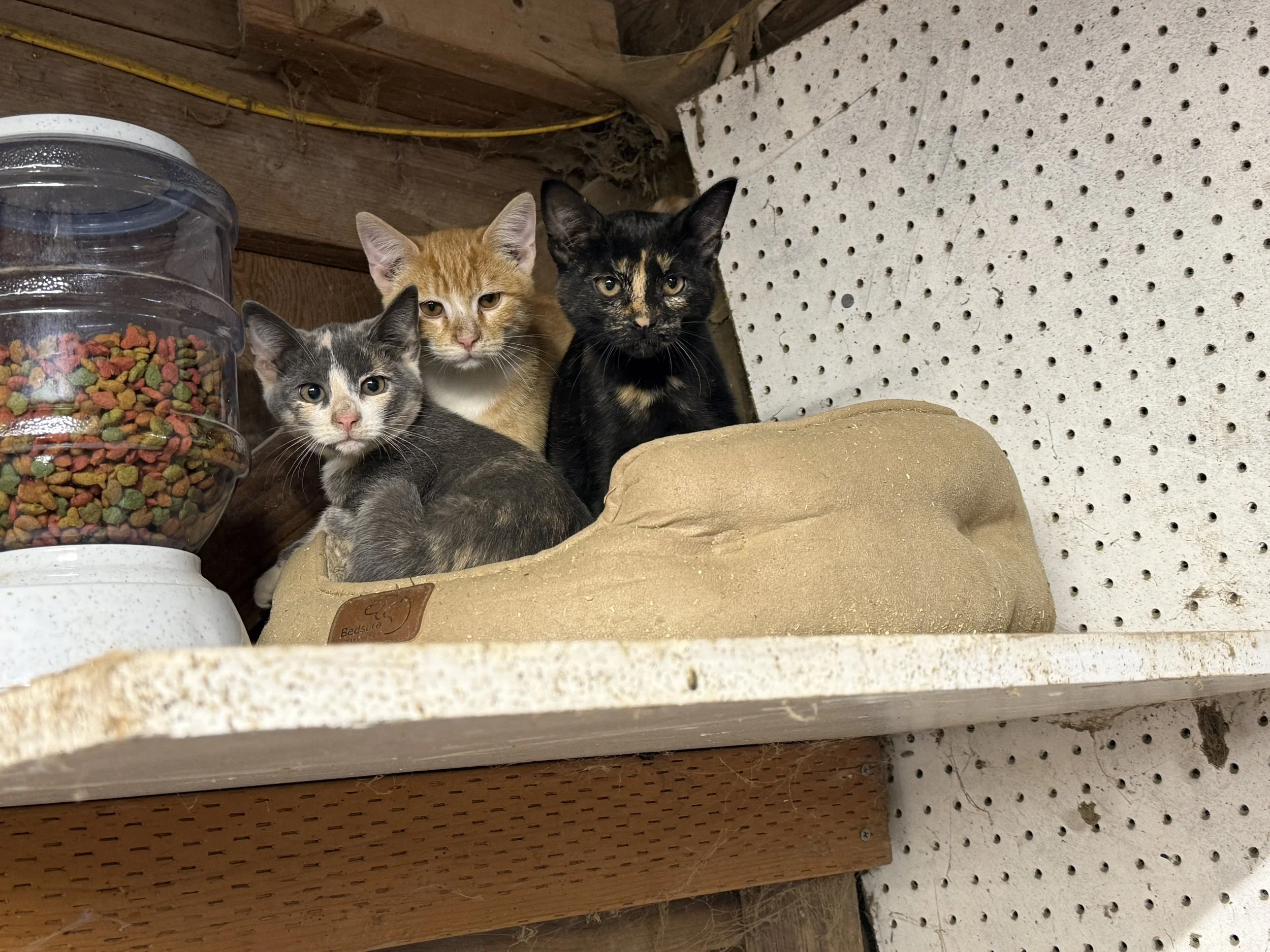 3 of our barn cats in their cat bed that is next to the feeder that holds the cat food.
