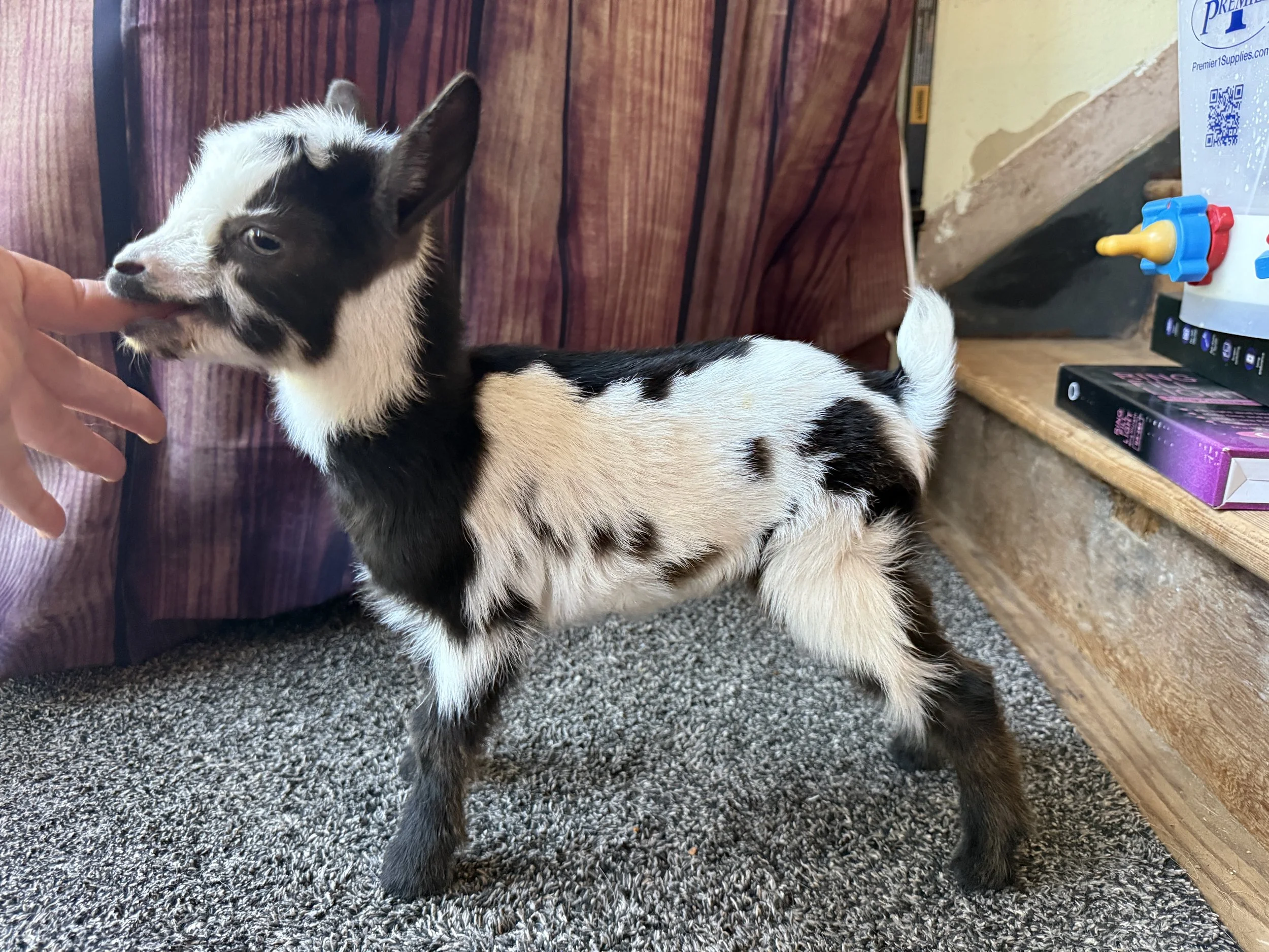 Nigerian Dwarf goat doeling. Mostly white with some black/chocolate splashes.