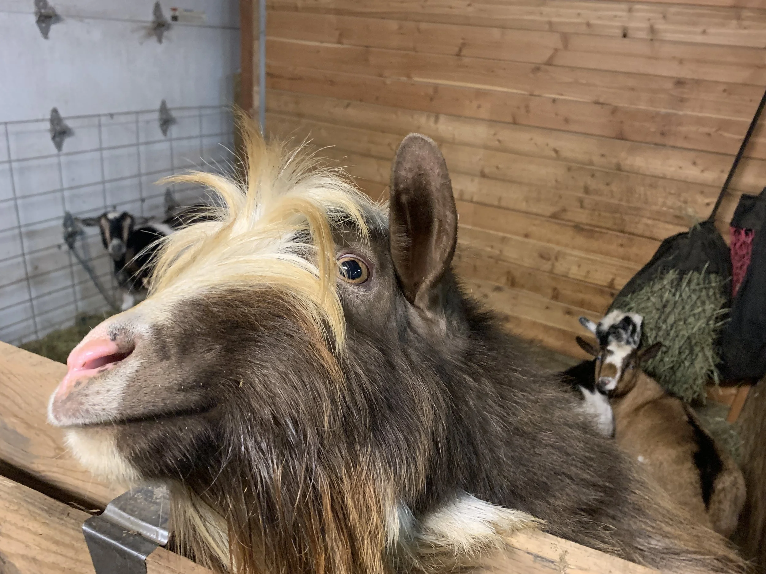 A chocolate brown nigerian dwarf goat buck looking and smiling at the camera