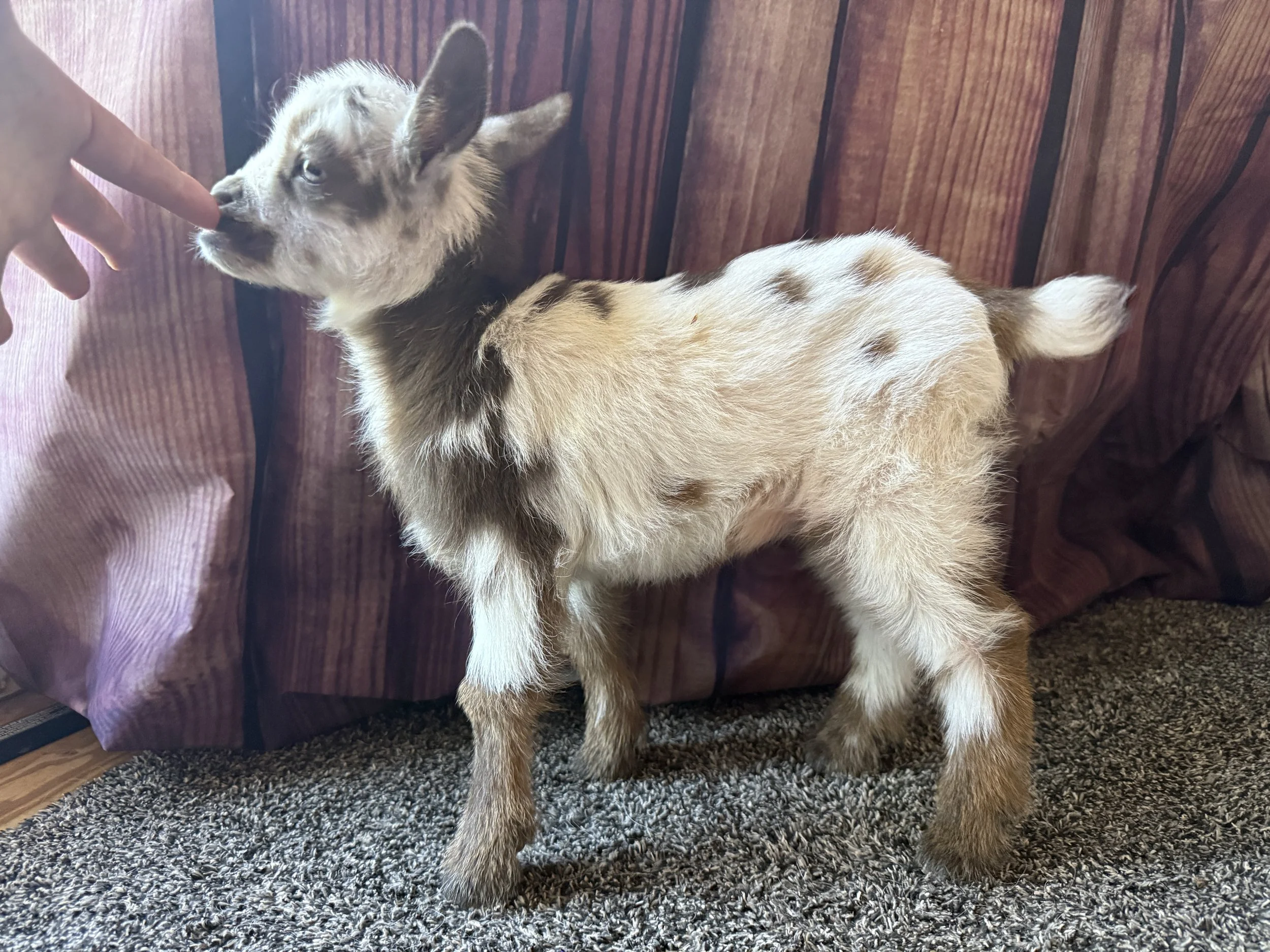 Nigerain Dwarf doeling with extensive white, chocolate legs and neck and chocolate spots. shown nursing a finger.