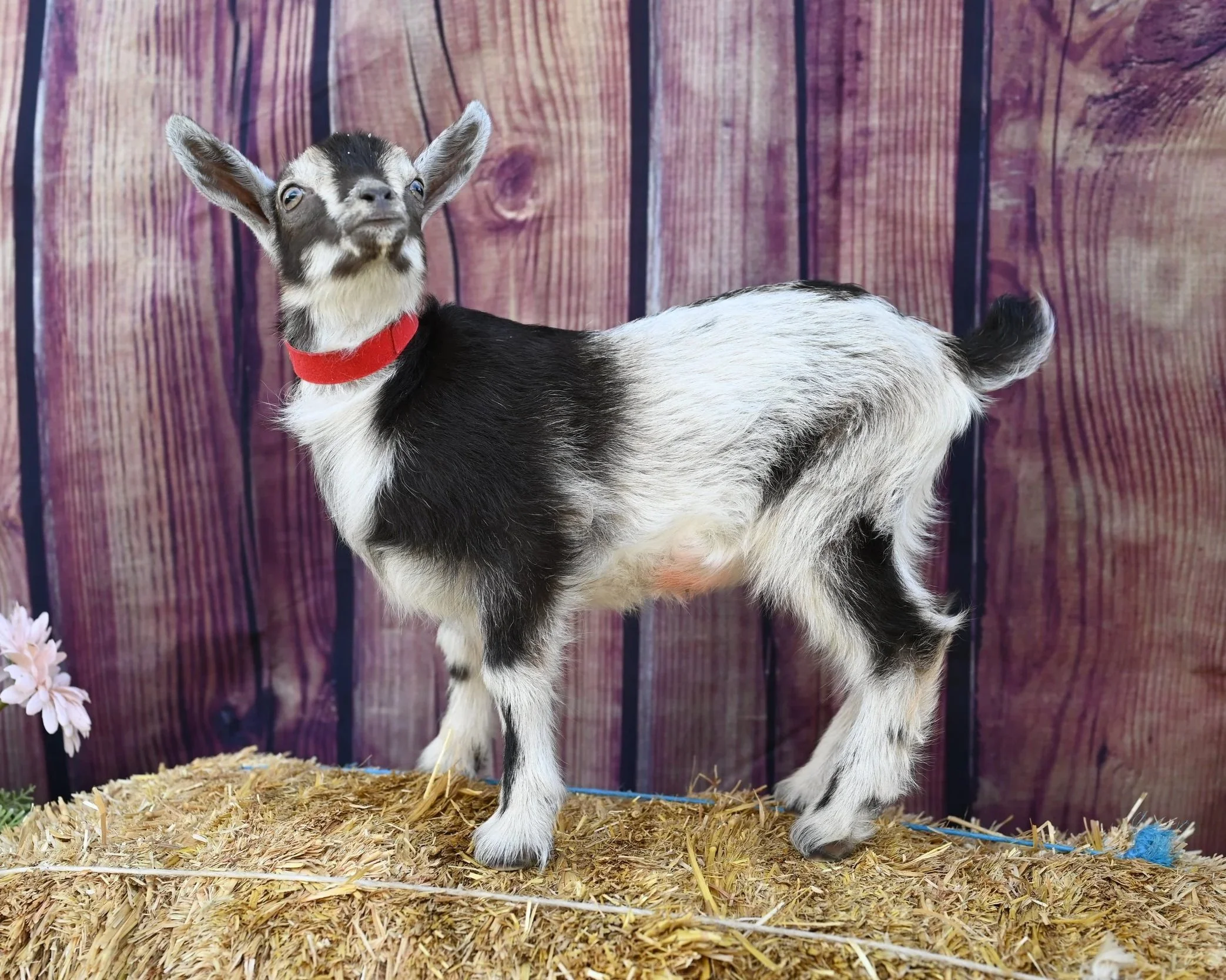 ADGA registered nigerian dwarf doeling. Chocolate buckskin.