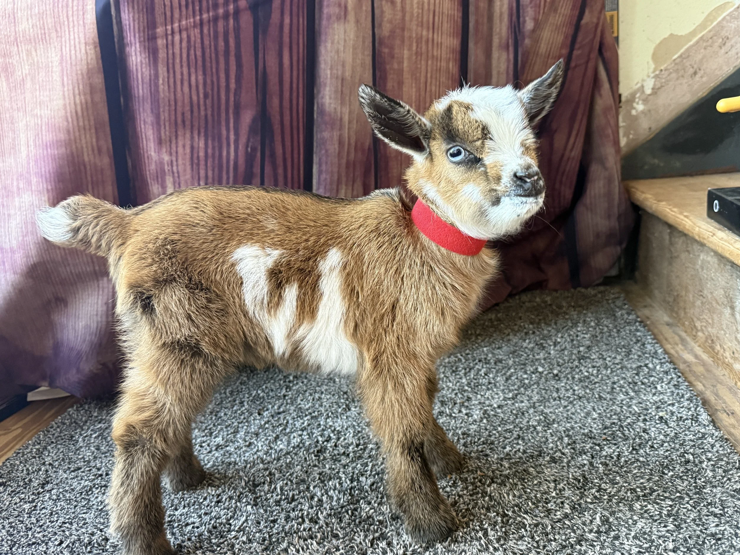 Nigerian Dwarf doeling chamoise mostly brown with white on belly and white stripe on face to poll. blue eyes.
