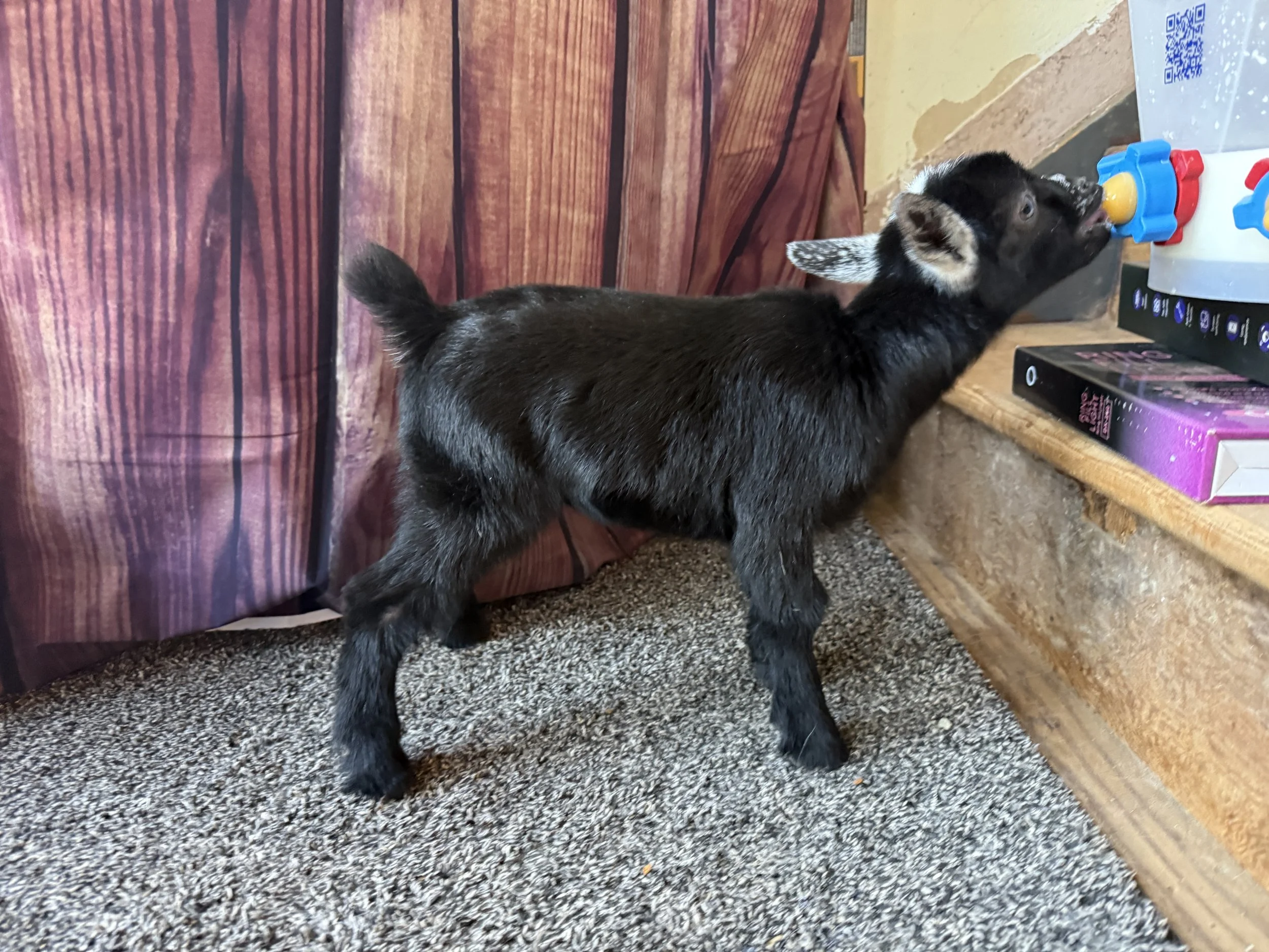Nigerian Dwarf doeling. black with frosted ears. shown nursing on a bottle.