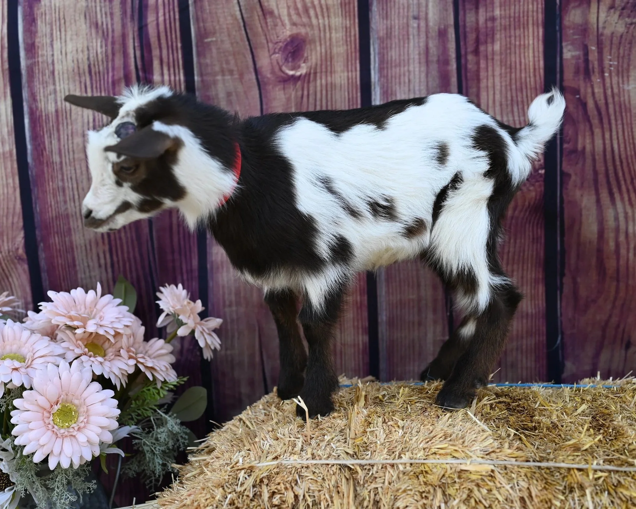 ADGA registered nigerian dwarf doeling. Black with abundant white