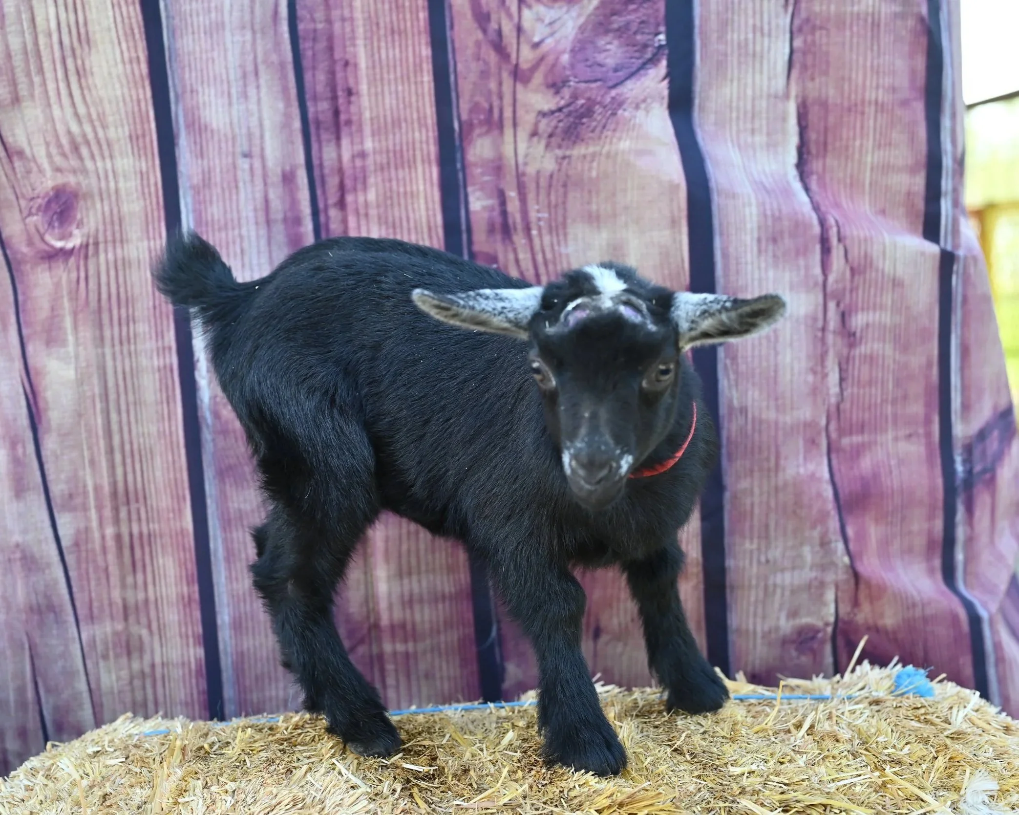 ADGA registered nigerian dwarf doeling. Black with frosted ears.