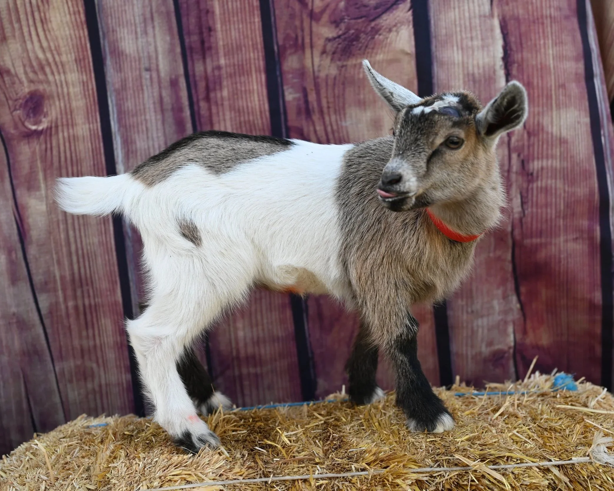 ADGA registered nigerian dwarf doeling. Chamoise with white extensive white