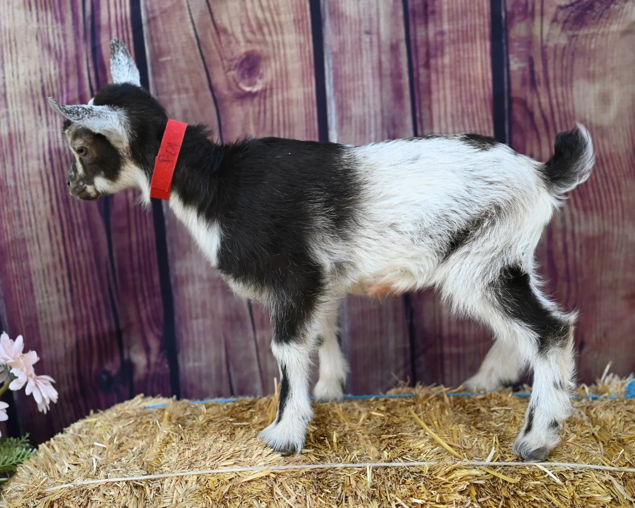 ADGA registered nigerian dwarf doeling. Chocolate buckskin.