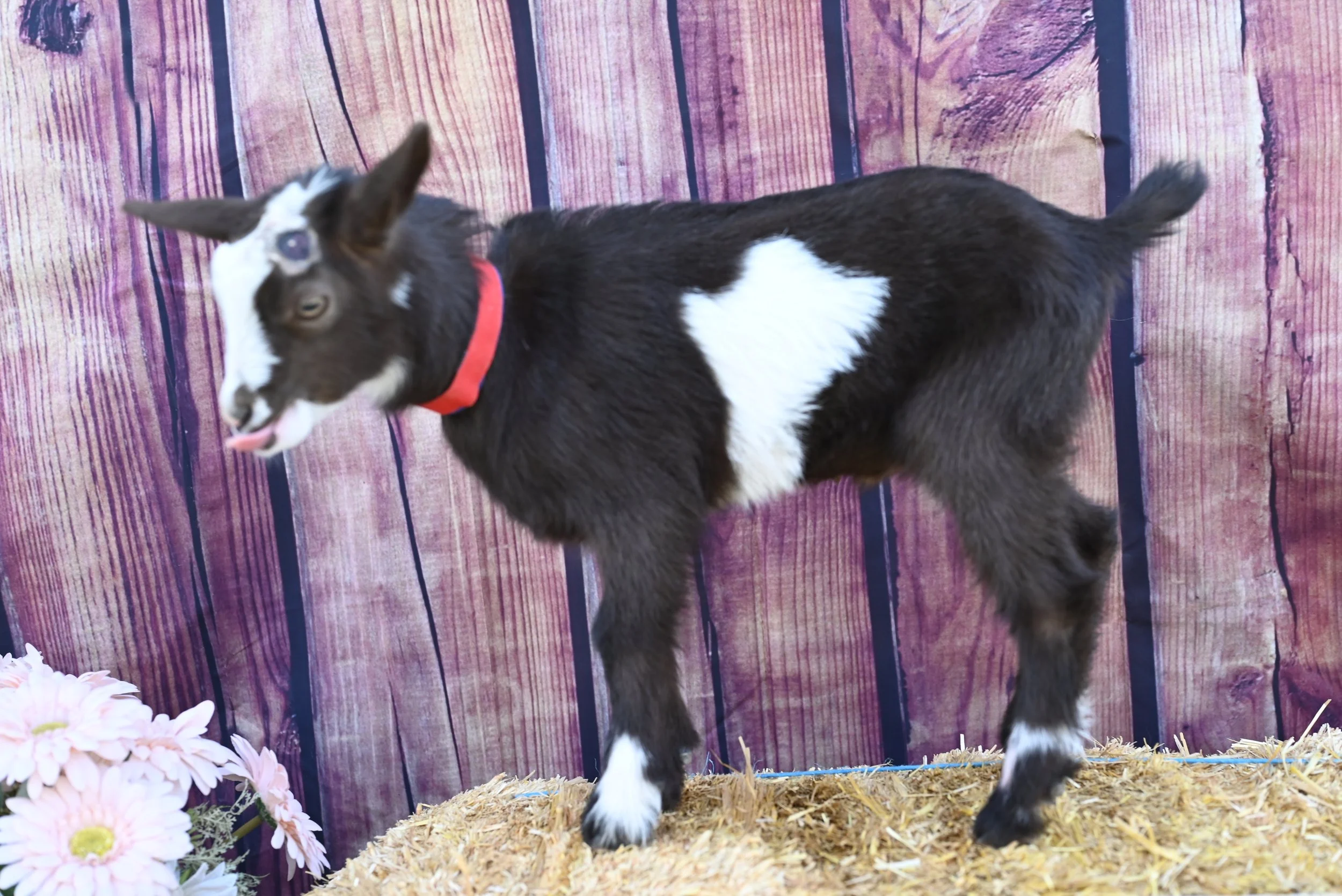 nigerian dwarf wether - mostly black with a white belt