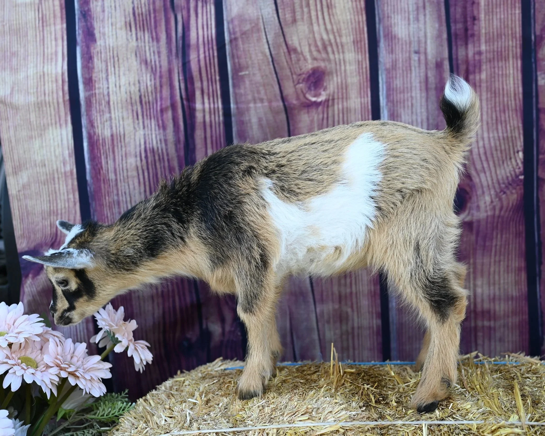 ADGA registered nigerian dwarf doeling. Buckskin with white belly