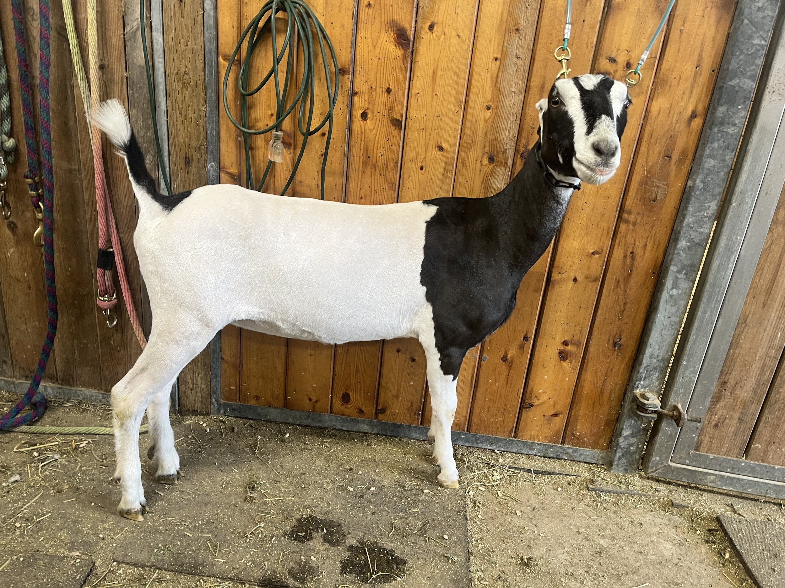 Sunny is an ADGA Registered La Mancha Doe. The front half of her body is black, and the back half is white with a tail that is black on top and white on bottom. She is tied to a wall in this candid photo.