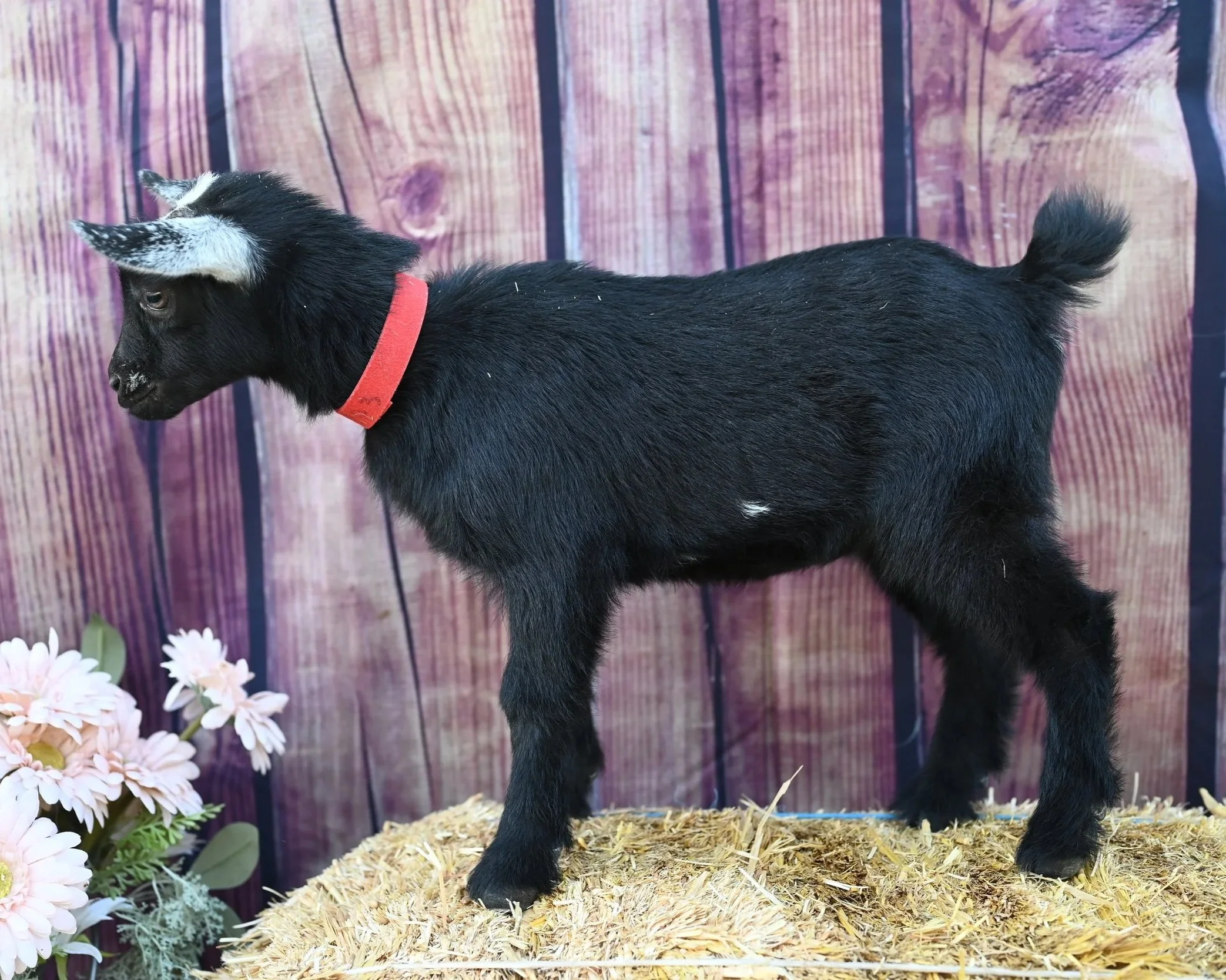 ADGA registered nigerian dwarf doeling. Black with frosted ears.