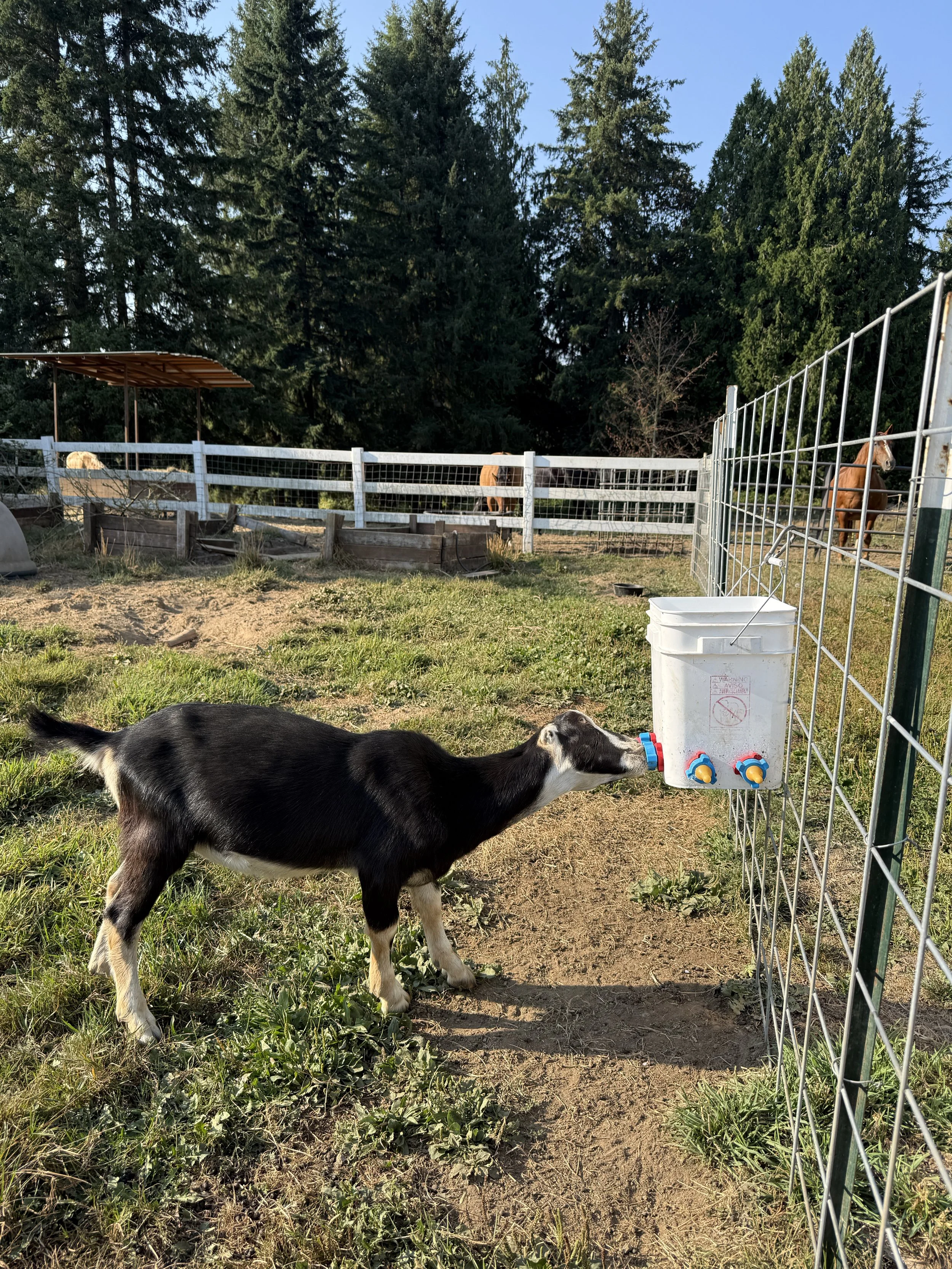 Black La Mancha wether drinking from a milk bucket