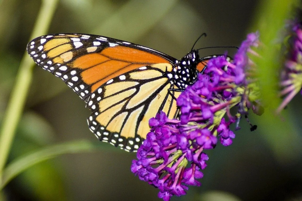 Part IV: 5 Steps to a New You