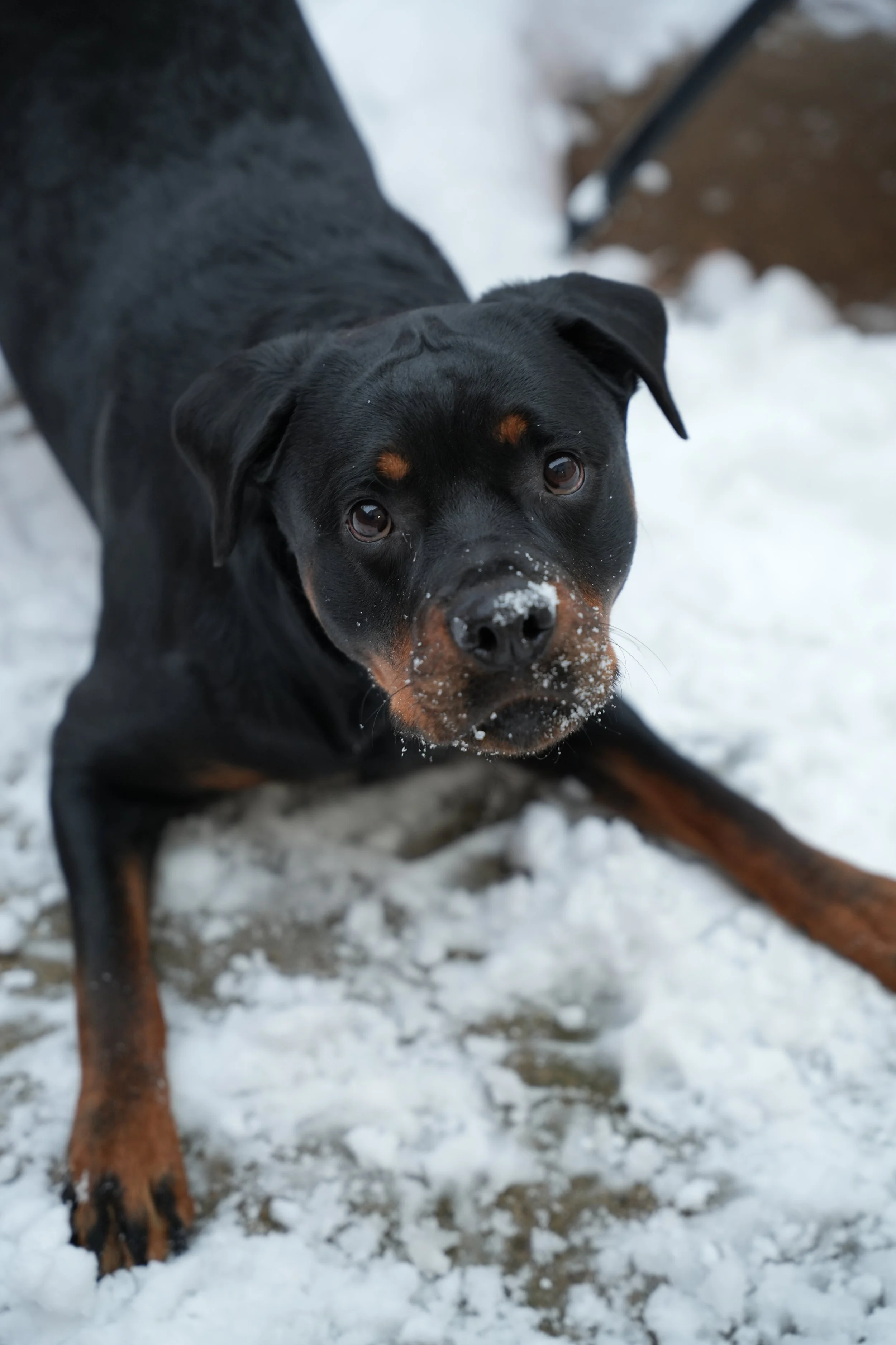 Just a Girl (or Guy!) and Their Pet