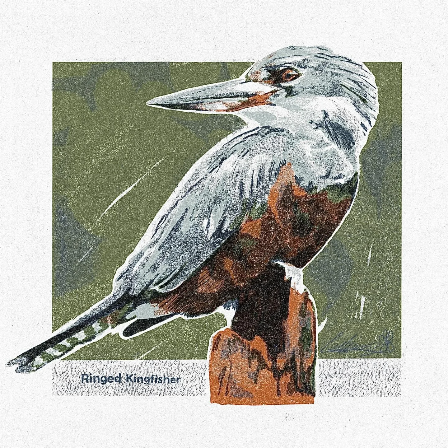 Ringed Kingfisher illustration 

#drawing #illustration #digitalart #procreate #digital  #nature #natureillustration #bird #kingfisher #kingfisherbird #art #risograph #risoprint #print