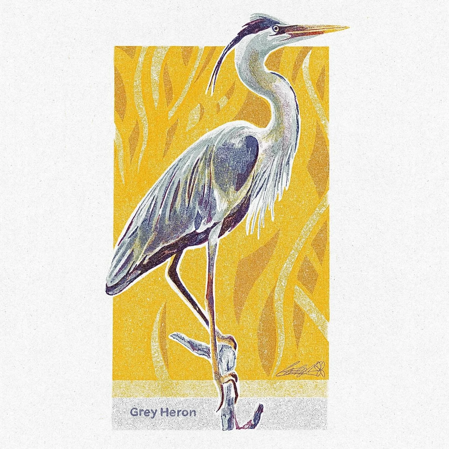 Grey Heron illustration

 #drawing #illustration #digitalart #procreate #digital  #nature #natureillustration #bird #heron #greyheron #art #risograph #risoprint #print