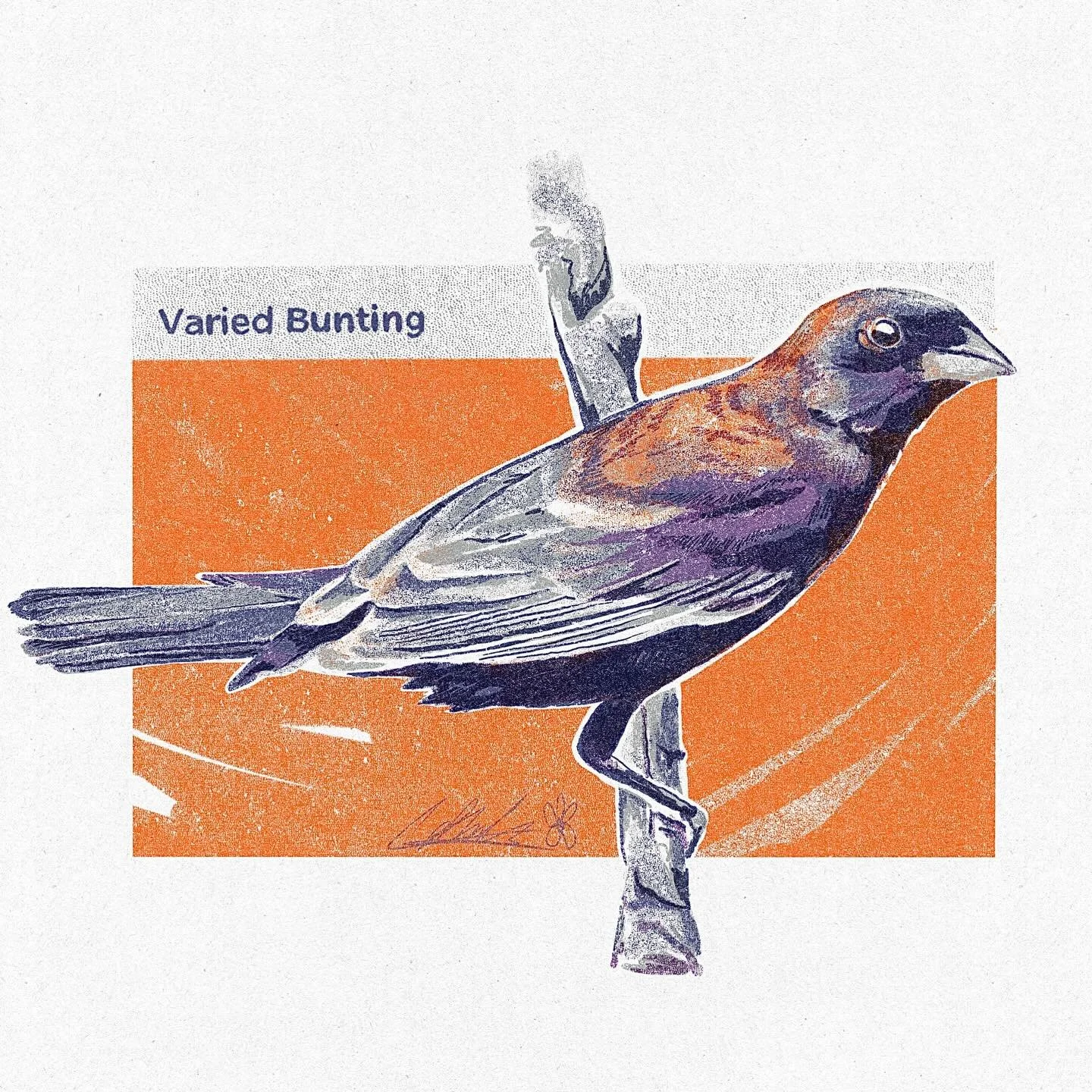 Varied Bunting Illustration 💜

#drawing #illustration #digitalart #procreate #digital  #nature #natureillustration #bird #bunting #purple #art #risograph #risoprint #print