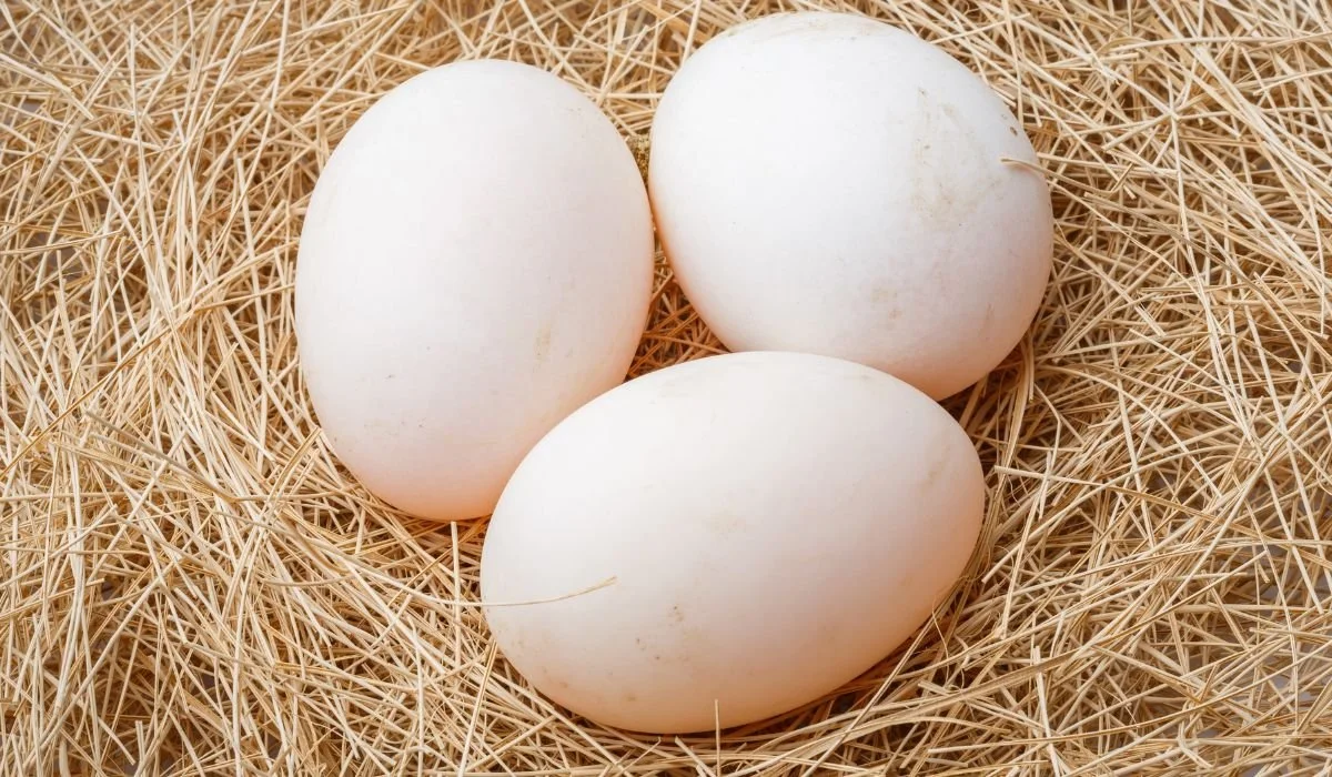 18 Duck Eggs - Farm Fresh