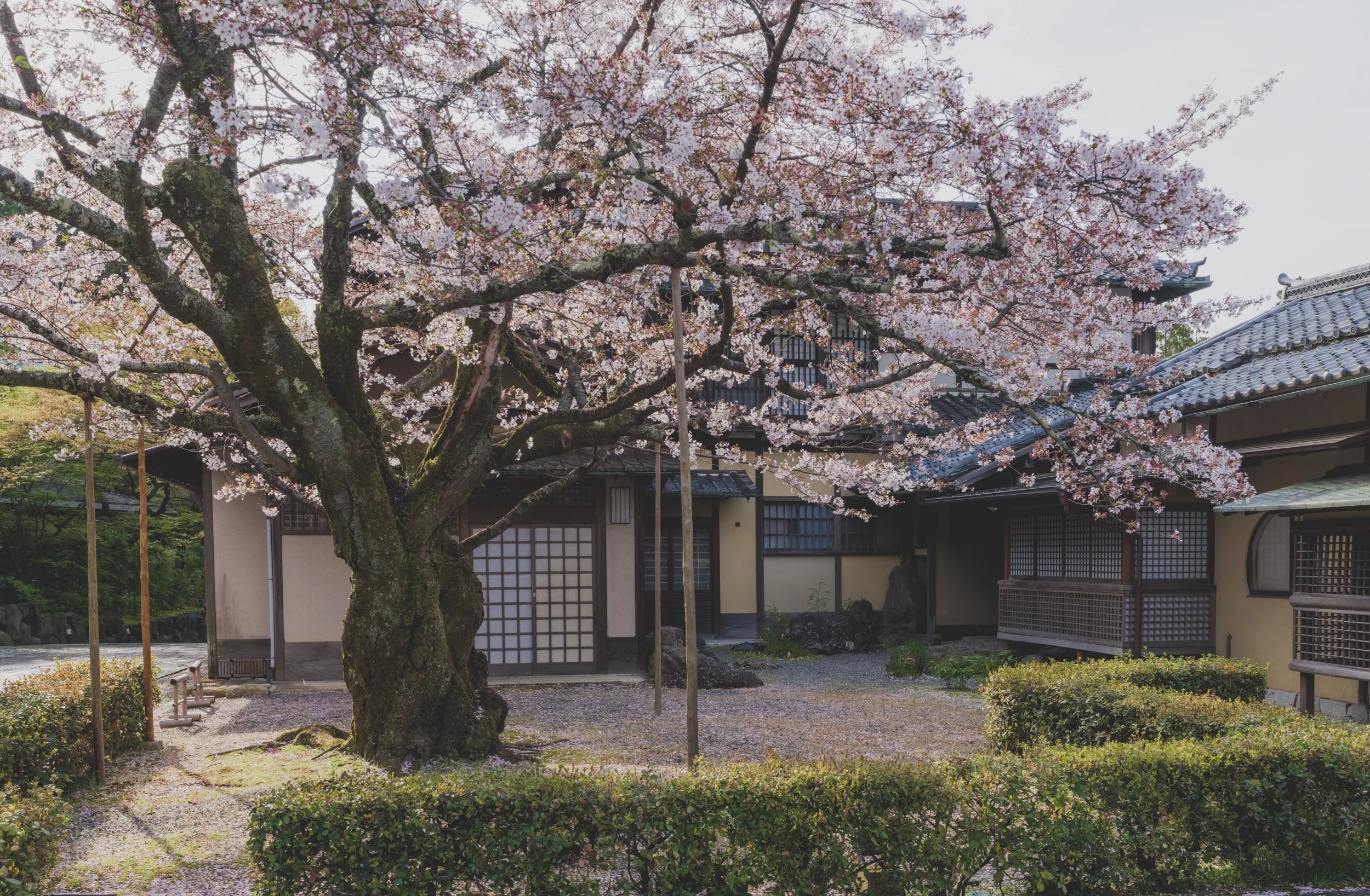 Restaurant Review: Wakadori (わかどり) | Kyoto, Japan