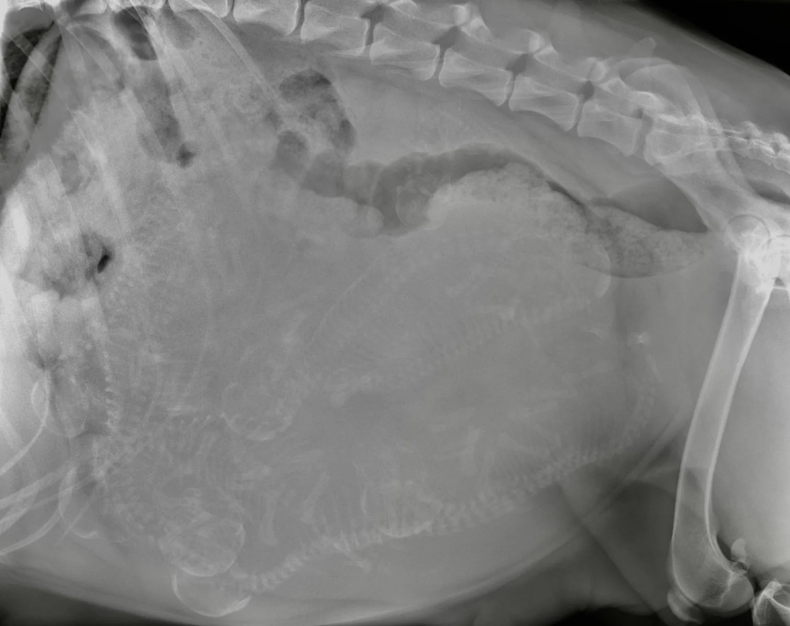 Confirmation of Litter Size