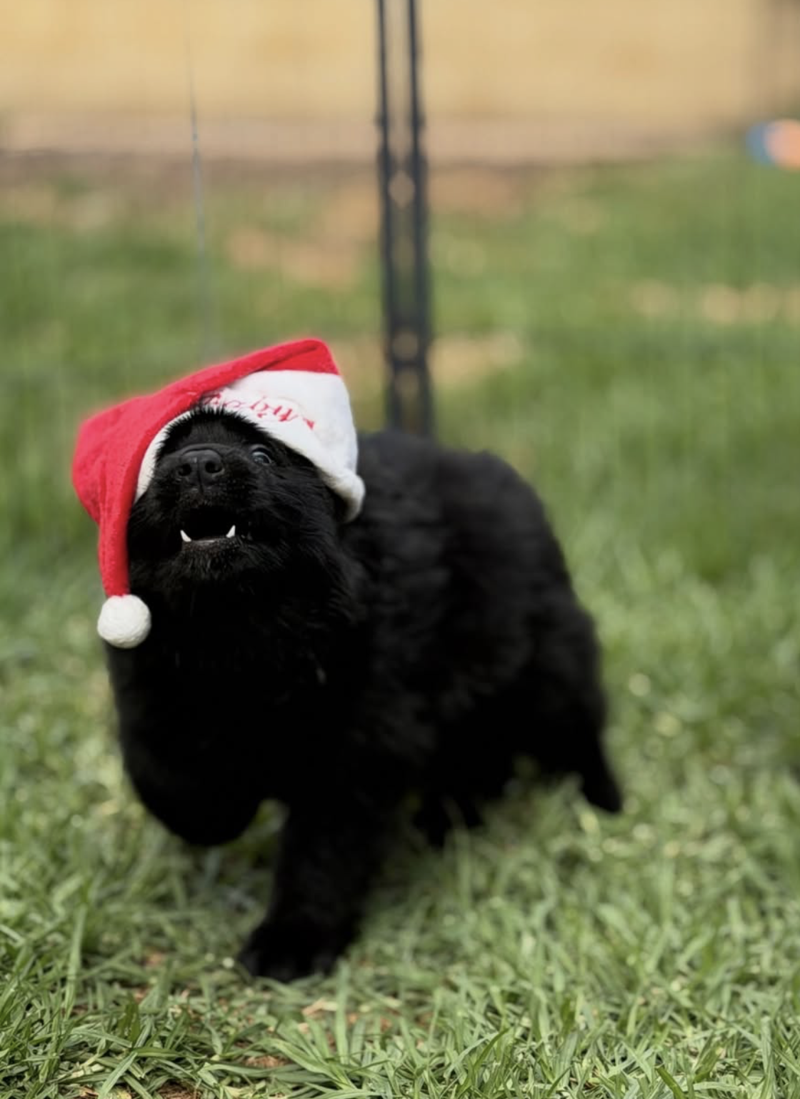 Puppies first Christmas