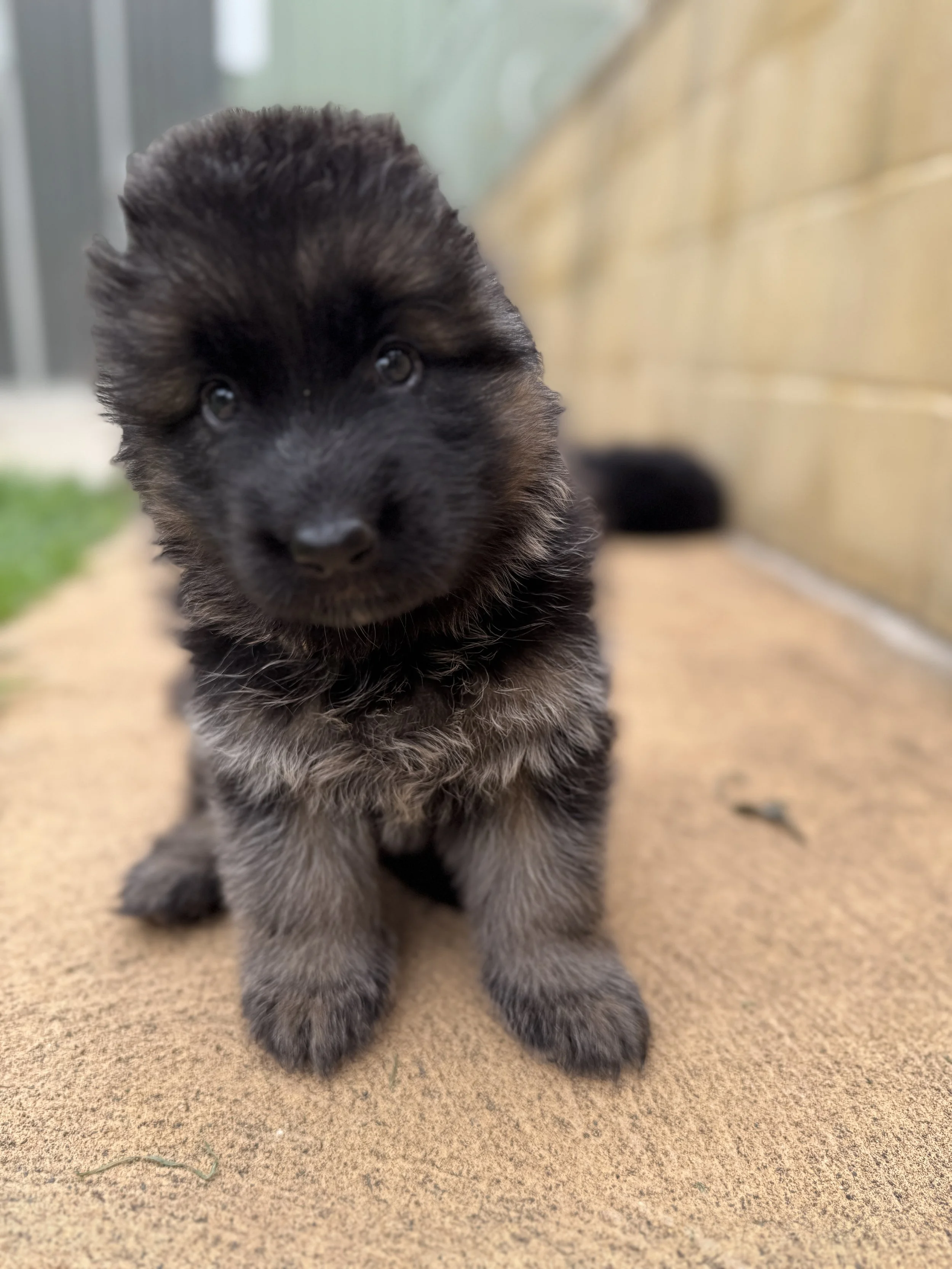 Five weeks old and stepping into the world