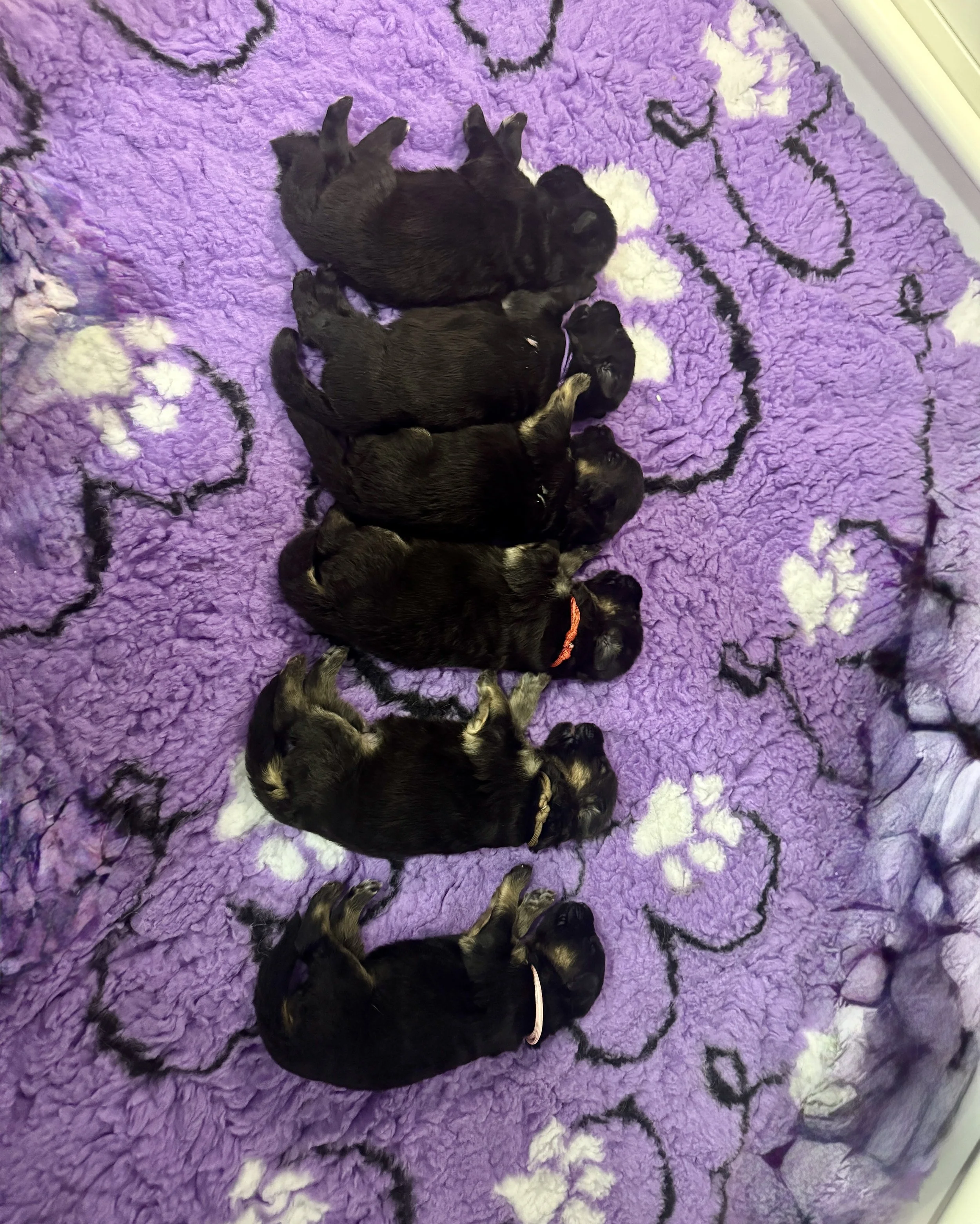 One week old and finding our Rhythm