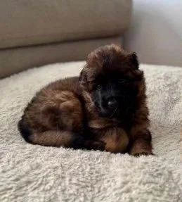 From Puppies to Pros: Why early exposure matters