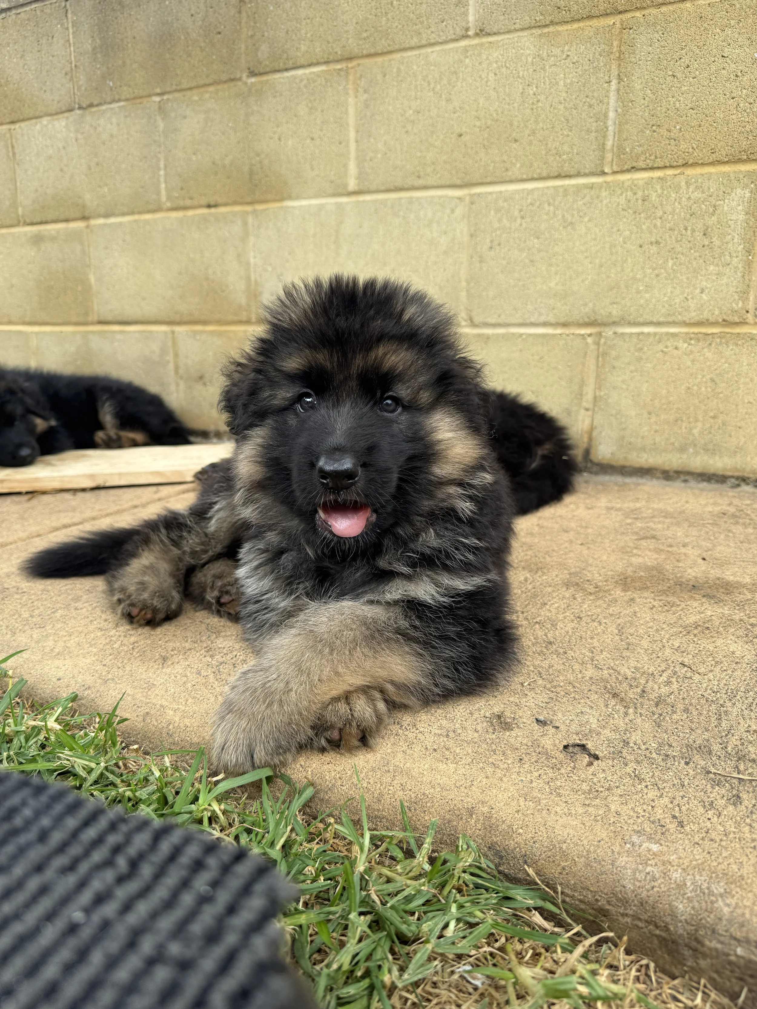 Six weeks old and learning fast