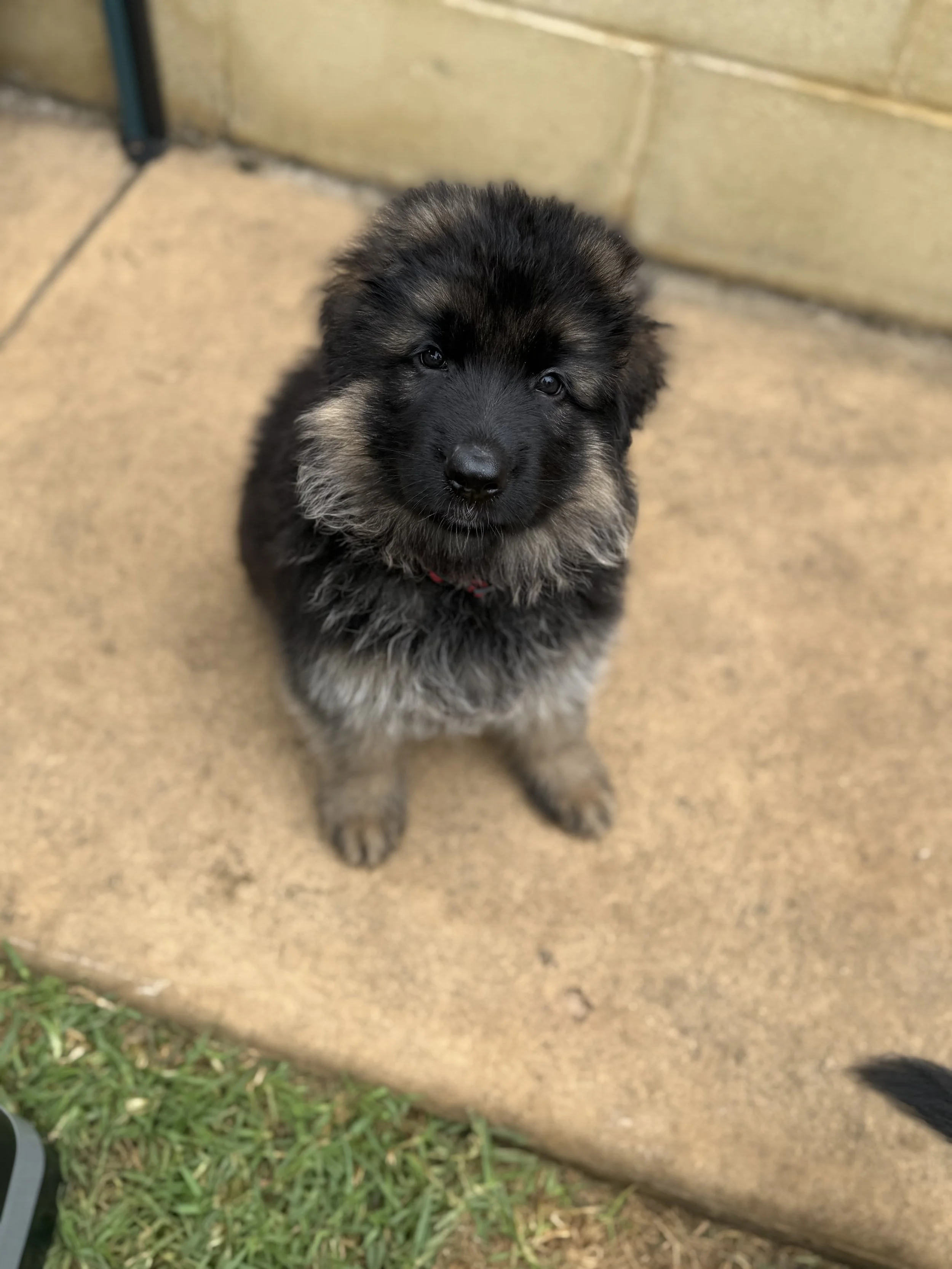 Seven Weeks old and new adventures fast approaching 