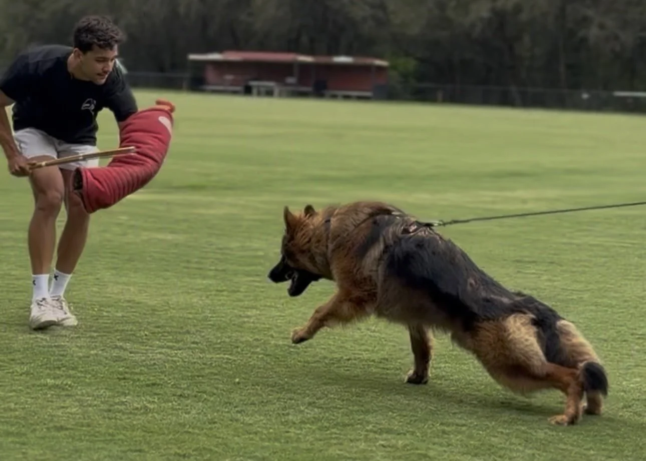 Purpose, Reflection, and the German Shepherd Dog - an eternal debate