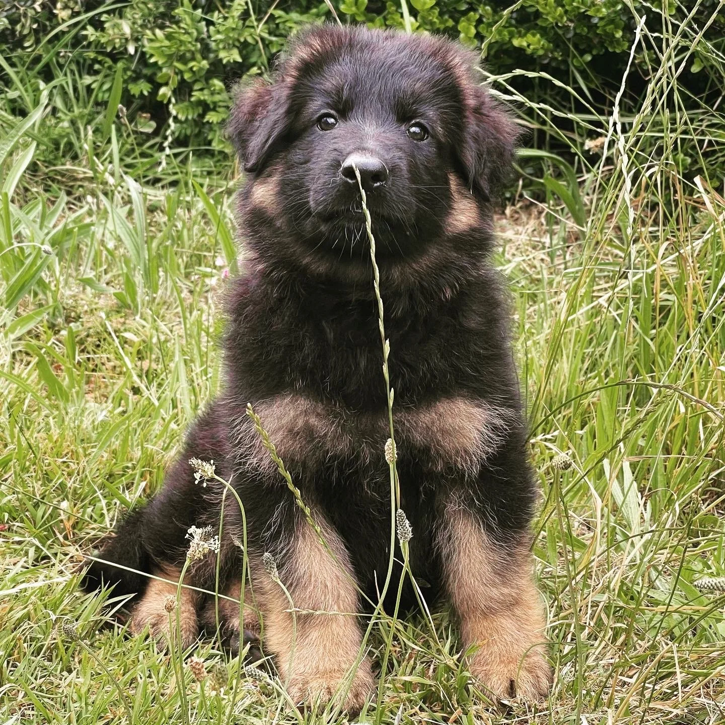 German shepherd Puppy