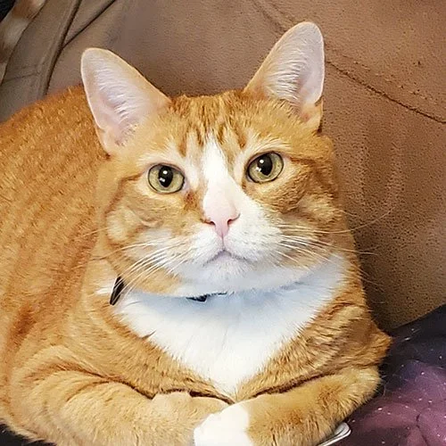 Close-up of an orange tabby cat with white chest and paws, lying on a brown couch.