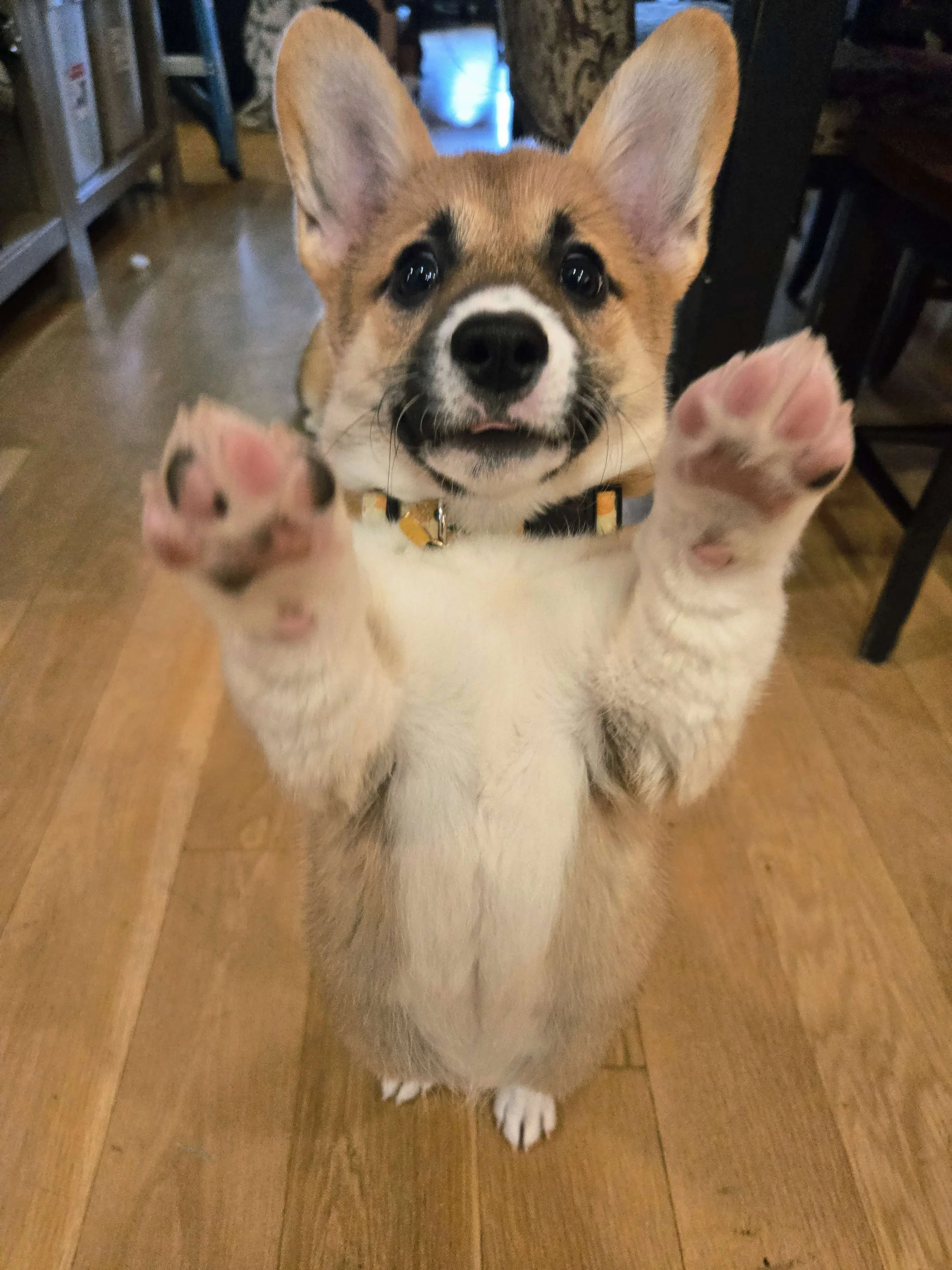 Lemon Poppy Seed - Social Media Intern