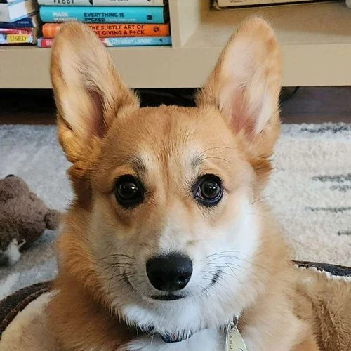 Mr. Beef Wellington - Social Media Manager