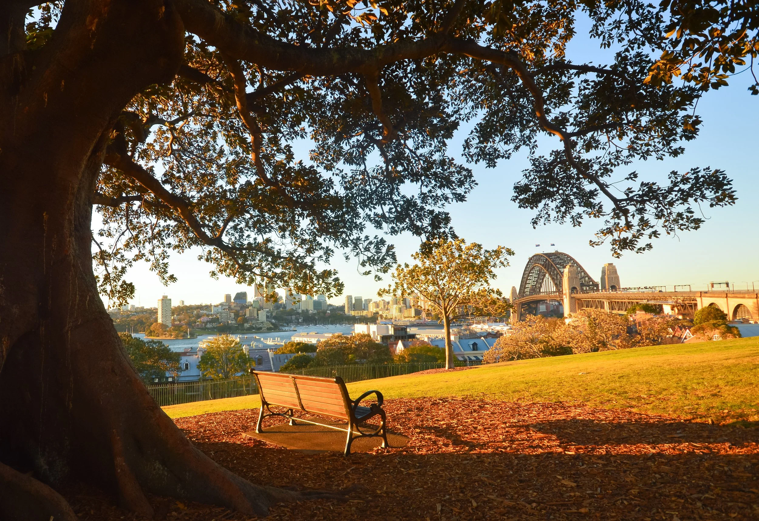 A park with a wooden bench under a large tree, overlooking a city and a bridge crossing a river at sunset.