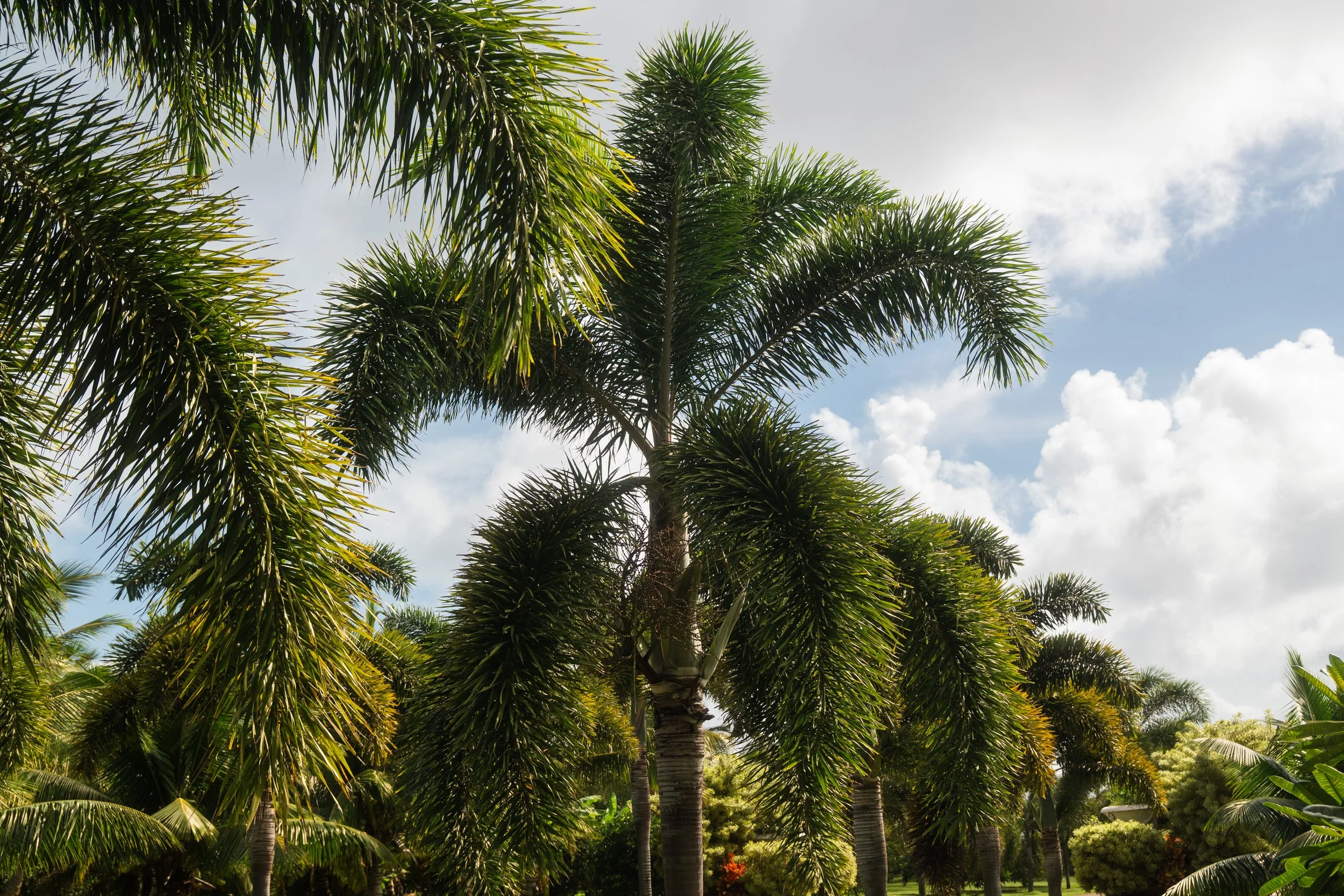 Foxtail Palms