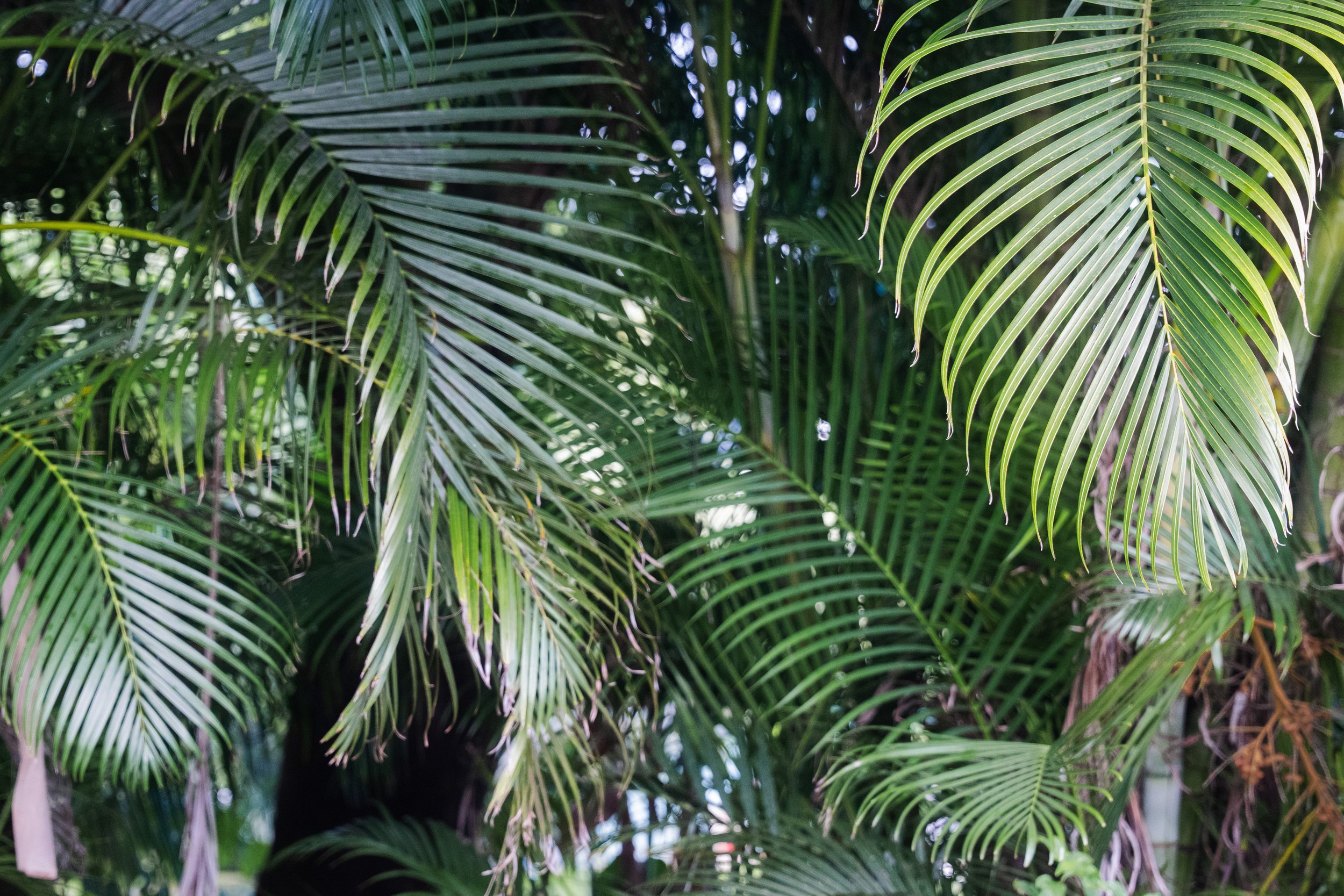Close-up of green palm leaves overlapping in a lush jungle setting.