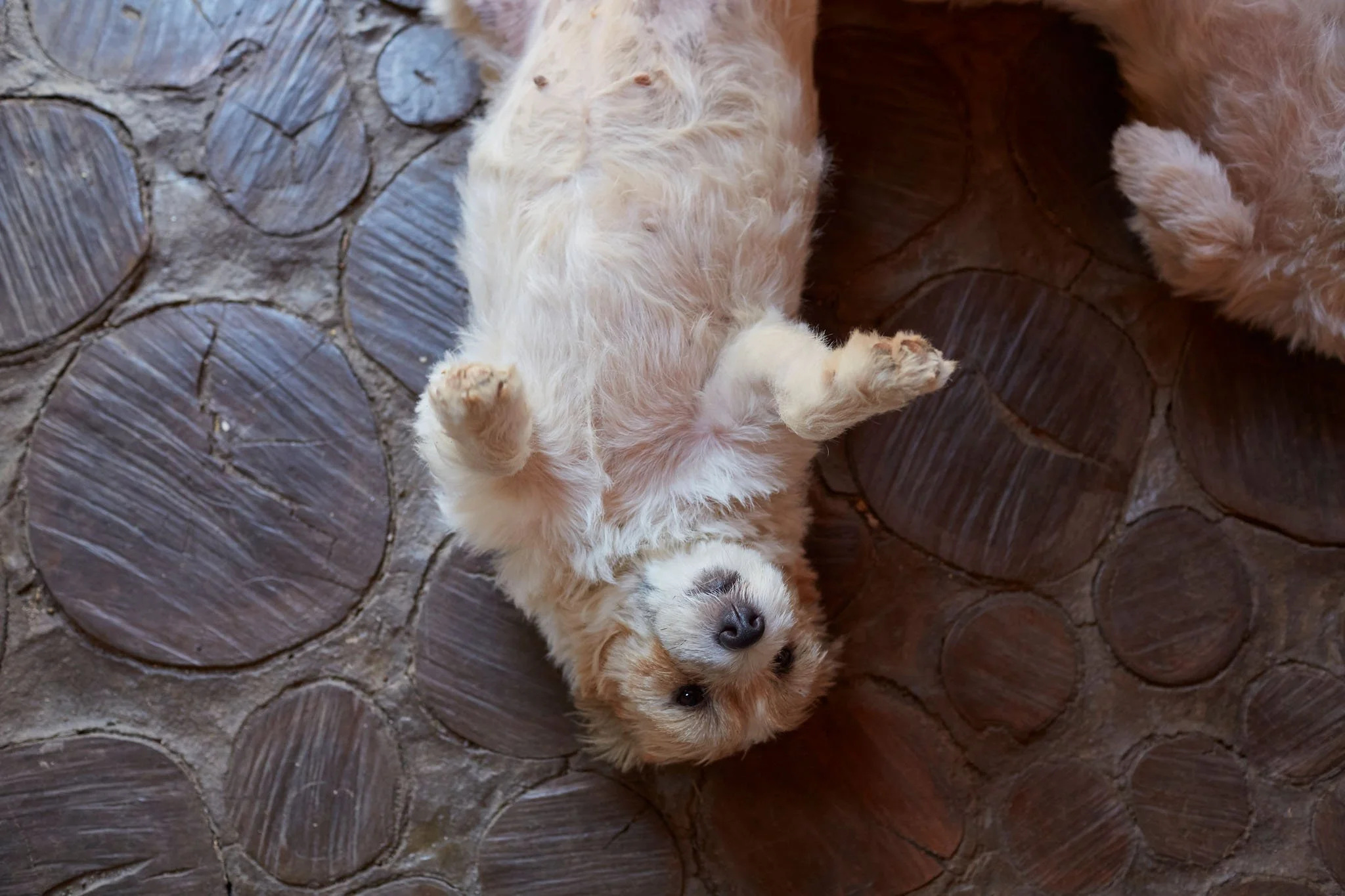 studio-dog.jpg