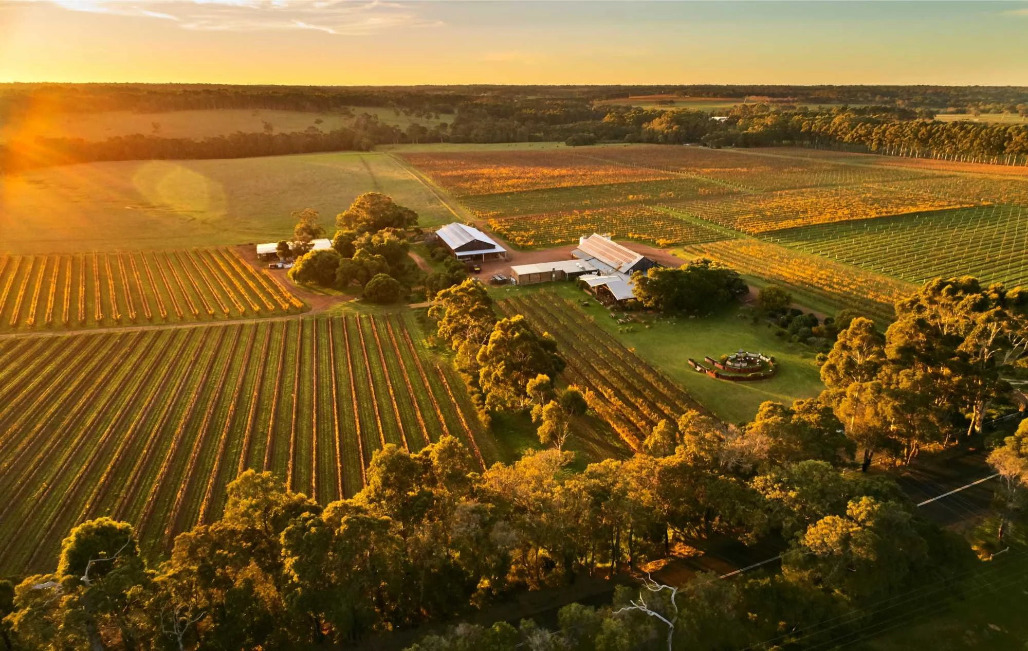 Copywriting for Cullen Wines Wilyabrup - website, media releases, 50th anniversary articles