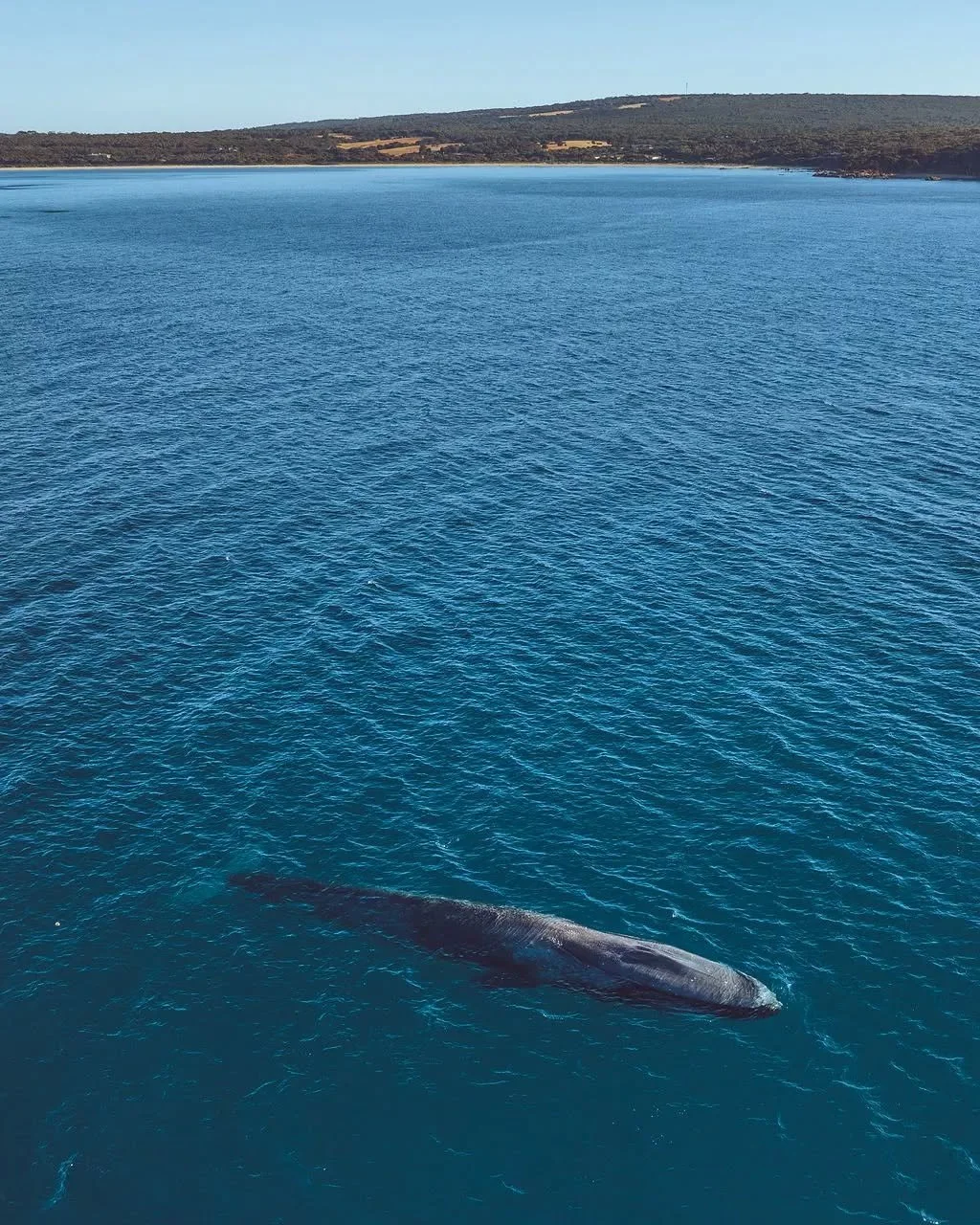 Did you know whale watching season along our coastline unfolds in three spectacular chapters? 
🐋 Right now, southern right whales are birthing in Flinders Bay and making their way through Augusta ~ an easy drive and day trip from Bunker Bay
🐋 Next,