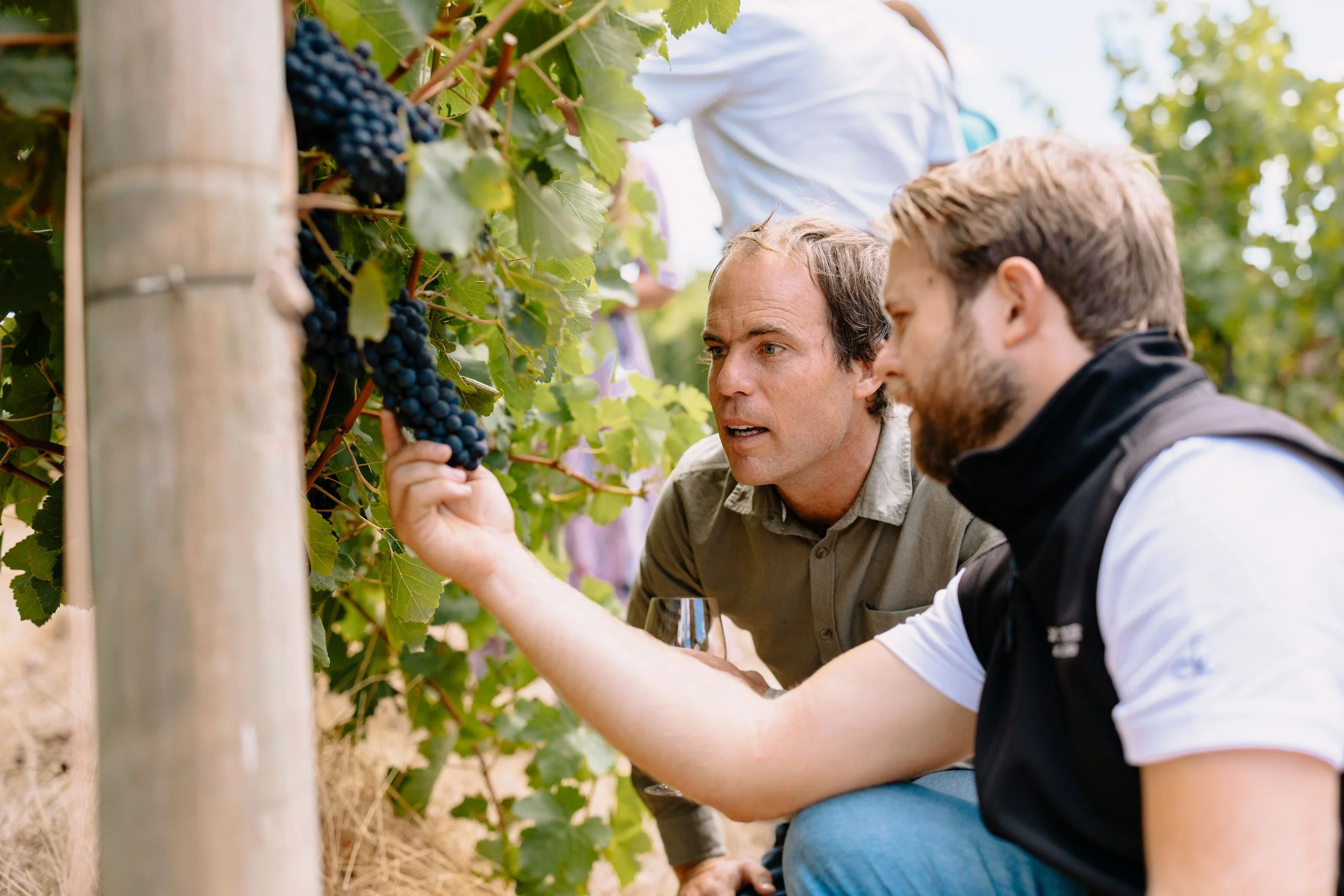 Exploring the vineyard 1.jpg