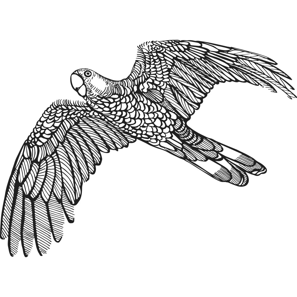 Line drawing of a bird in flight against a black background, with detailed feathers on its wings and body.