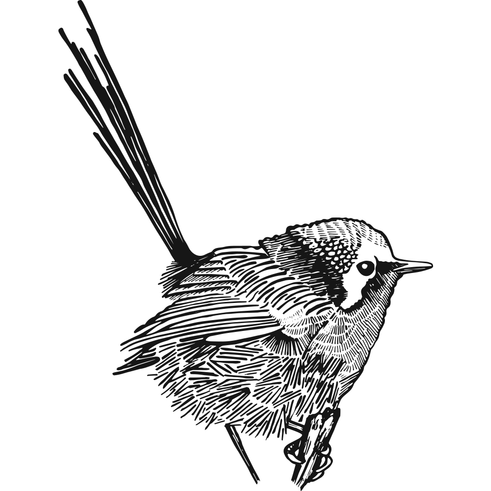A line drawing of a bird perched on a branch, facing to the right, with detailed feather textures and a prominent eye.