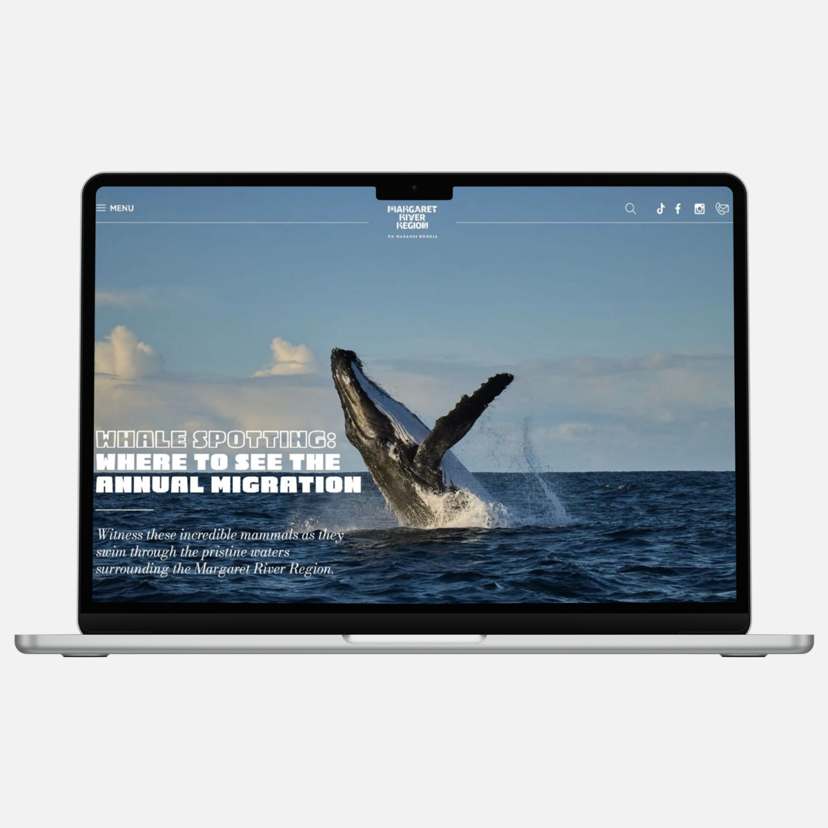 where to see the annual whale migration