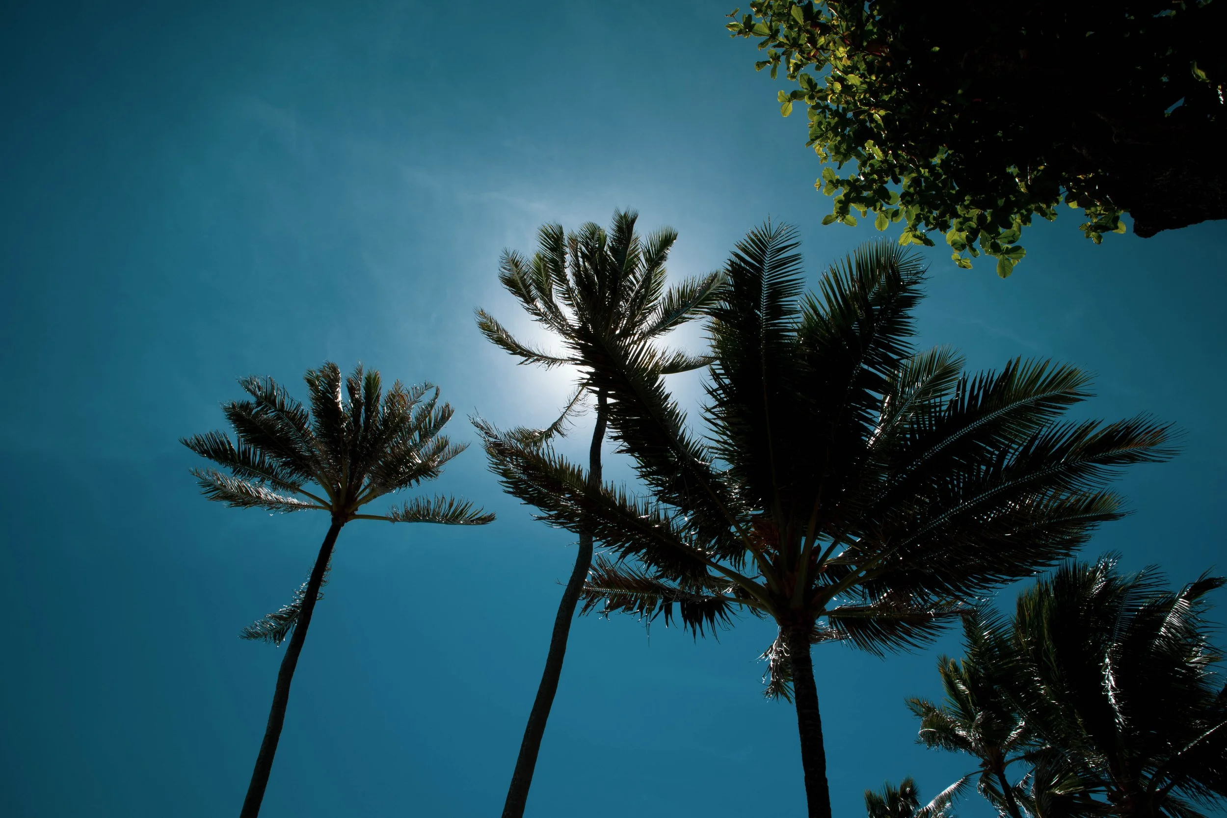Silhouettes of palm trees against a clear blue sky with the sun partially obscured by the trees.