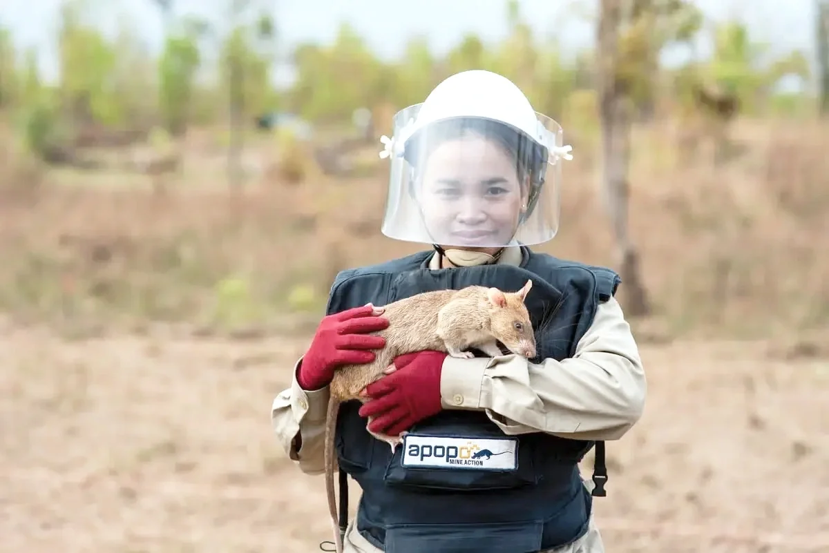 APOPO - A statue to save lives